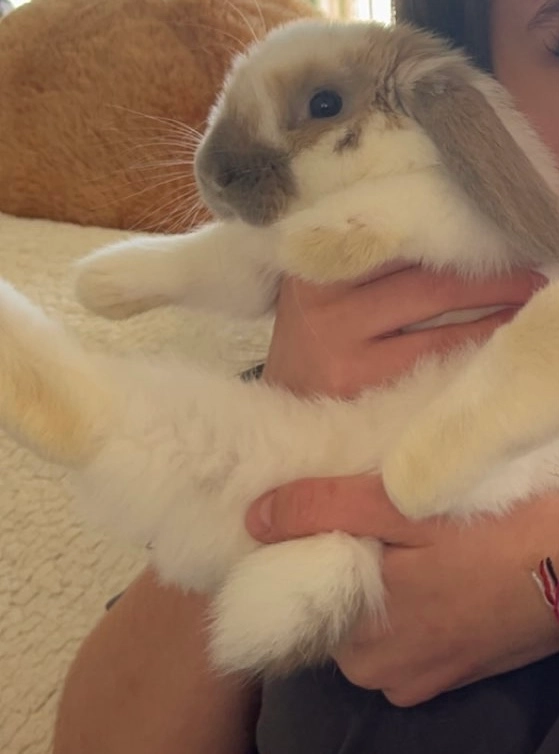 Polochon  - Allée Du Bois Martin, Saint-Doulchard