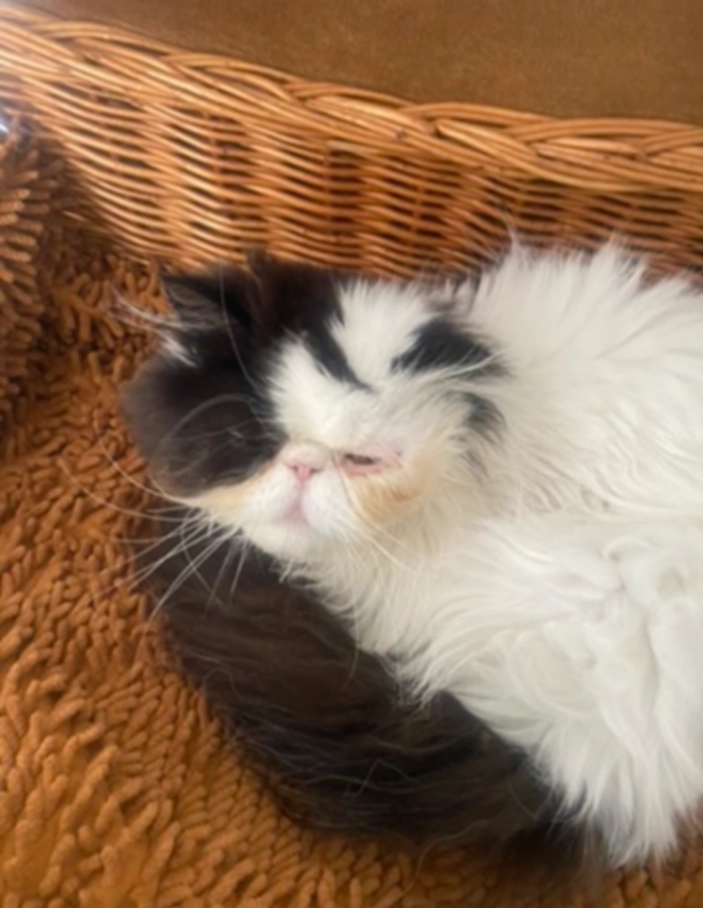 Balou - Moorselaar, Nijkerk