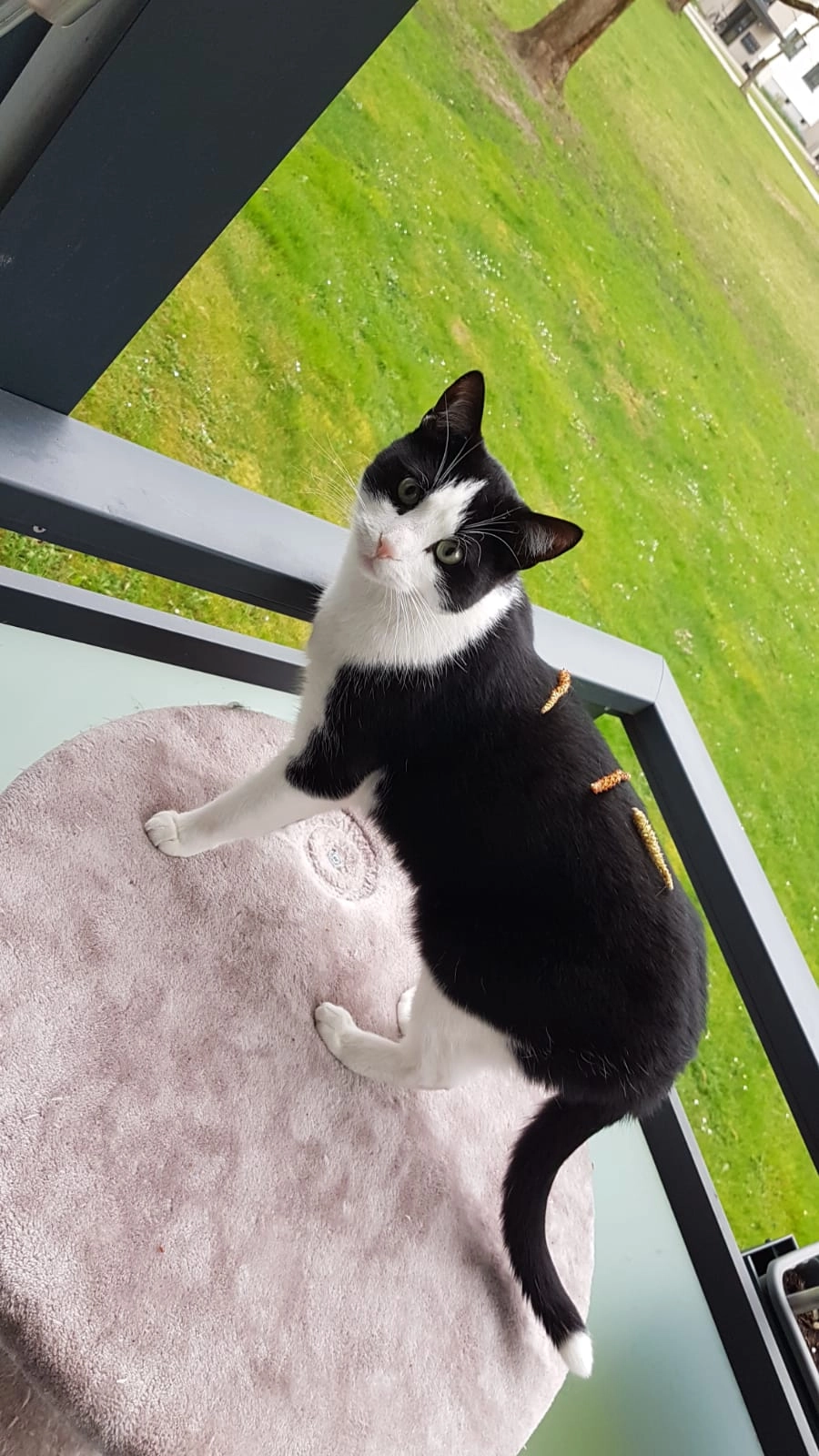 Mogli - Lüneburger Ring, Wolfsburg