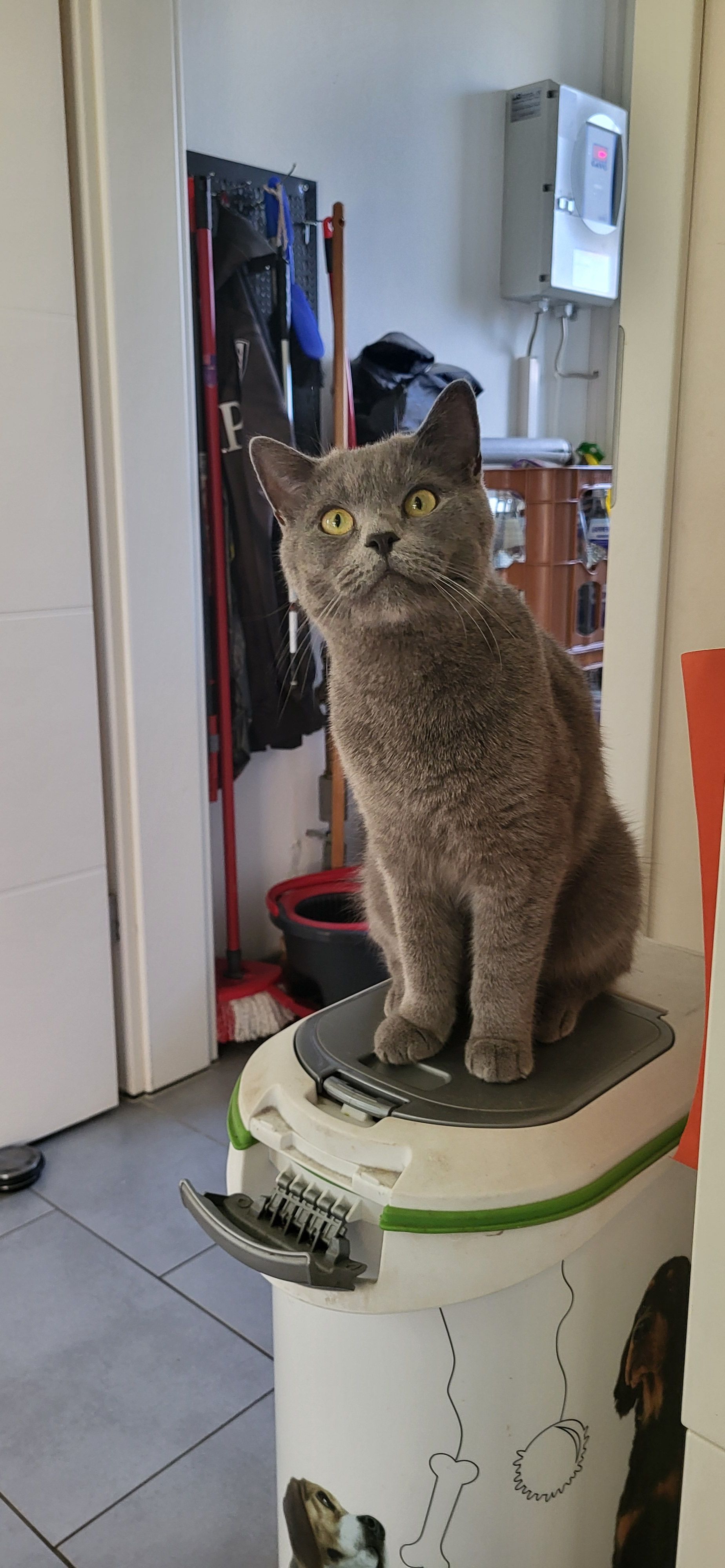 Rocky - Möllner Straße, Schwarzenbek