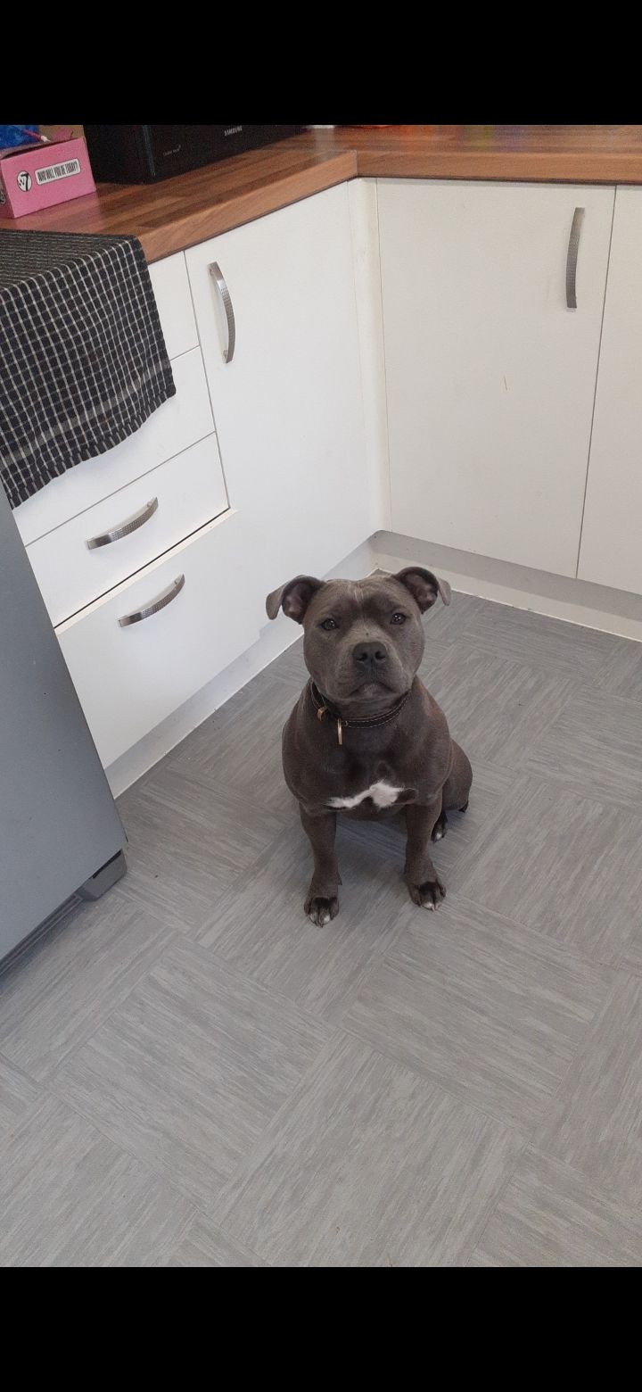 Blue - Charminster Road, Bournemouth