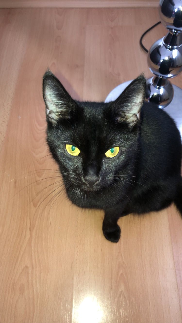 Lady - Bruchwiesenweg, Schlitz