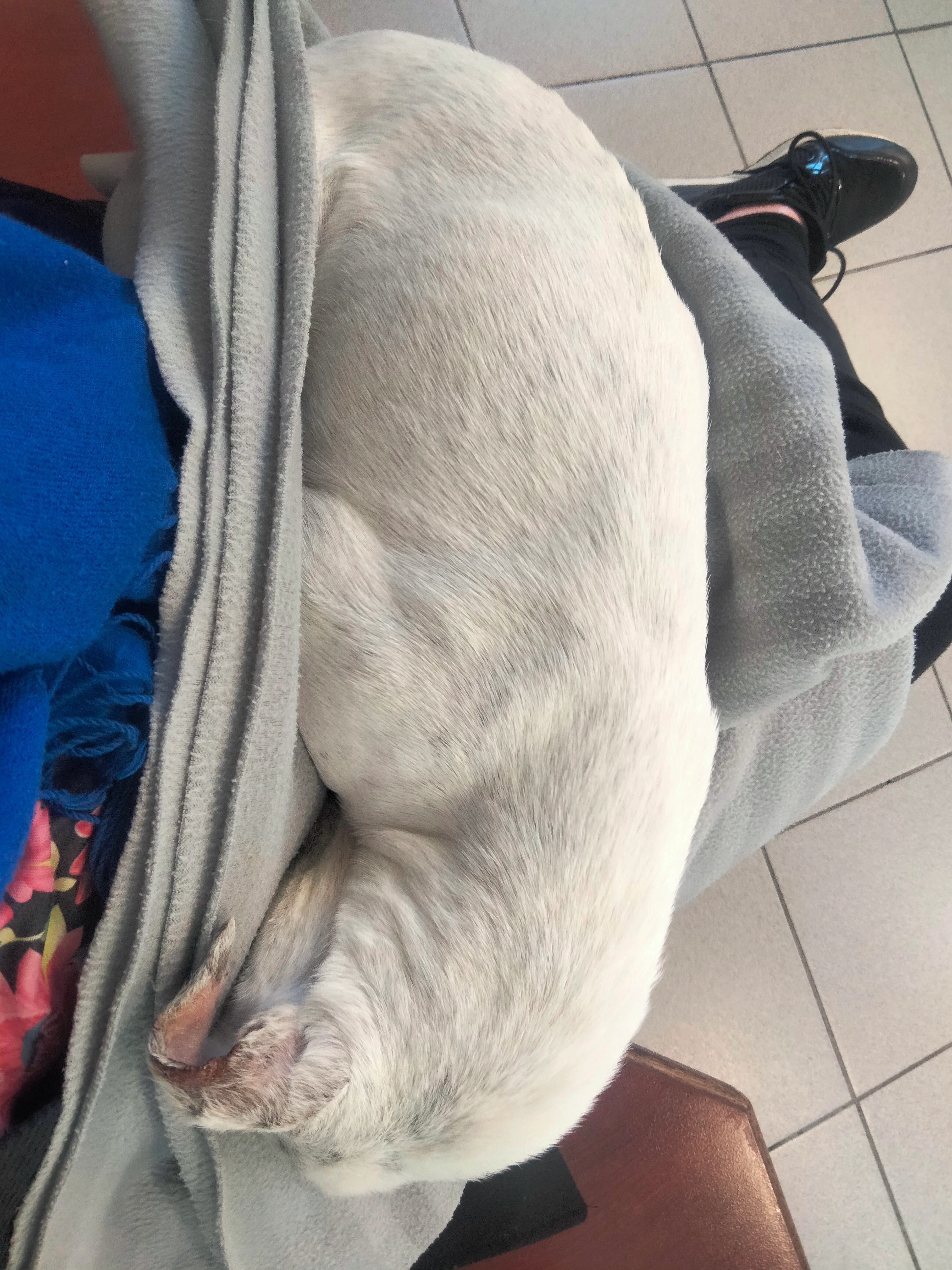 Mia - Chemin de la Madeleine, Flourens