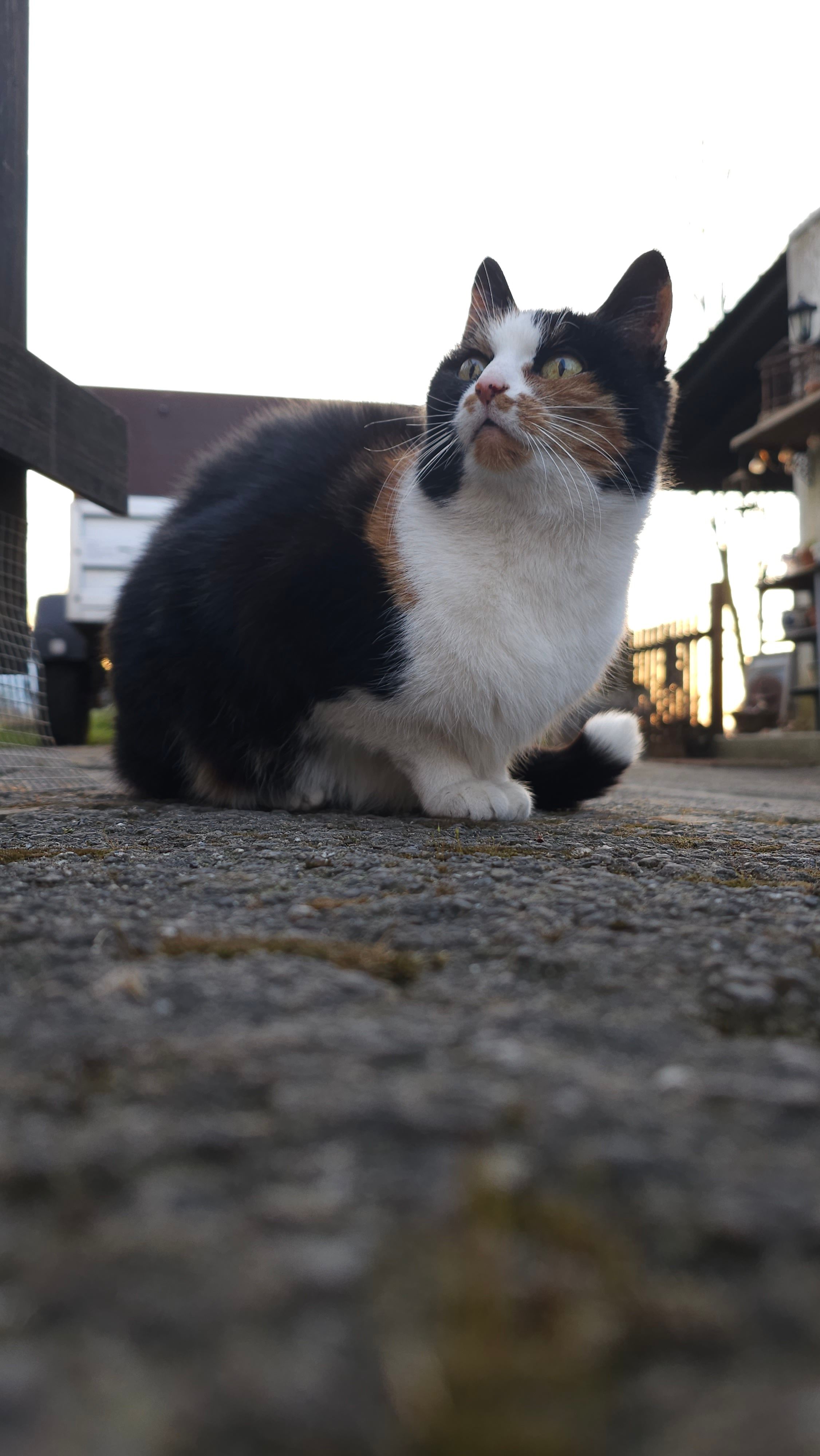 Kitty - Brockhausen, Menden