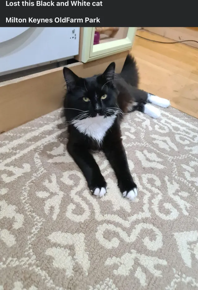 Milo - Novello Croft, Milton Keynes