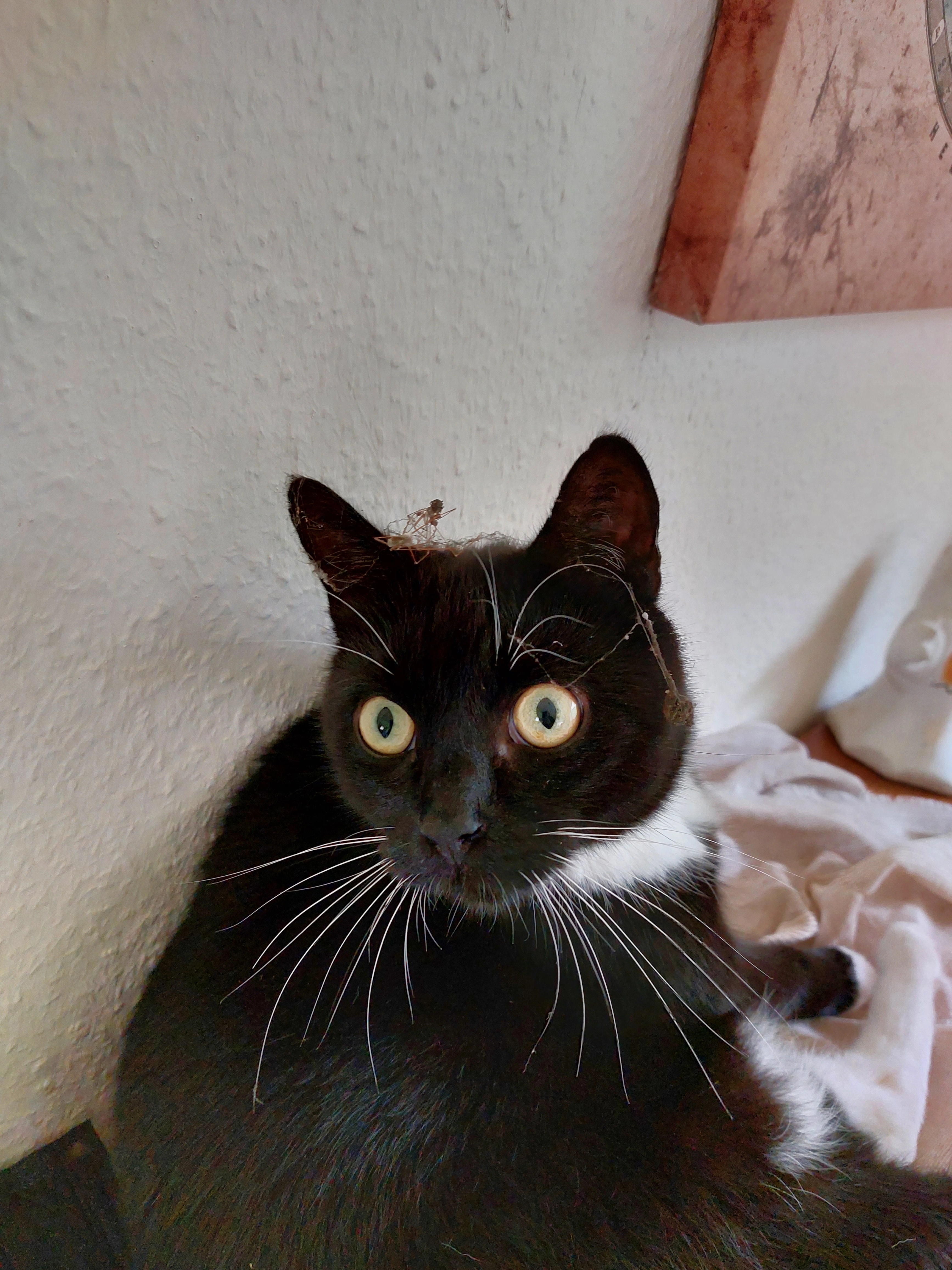 Suko - Pappelweg, Löhne