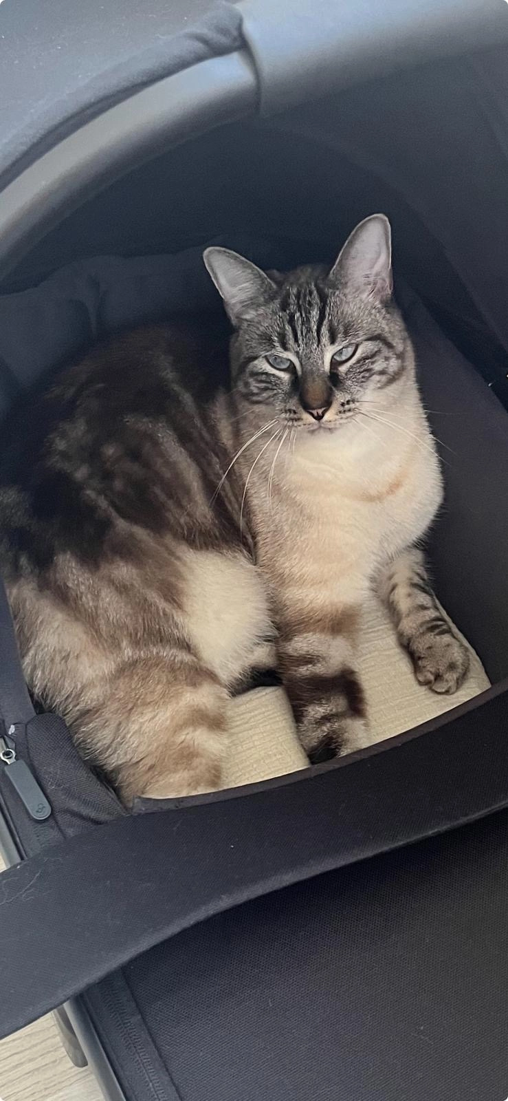 Gaston - 3 Rue de la Vanoise, Montigny-le-Bretonneux