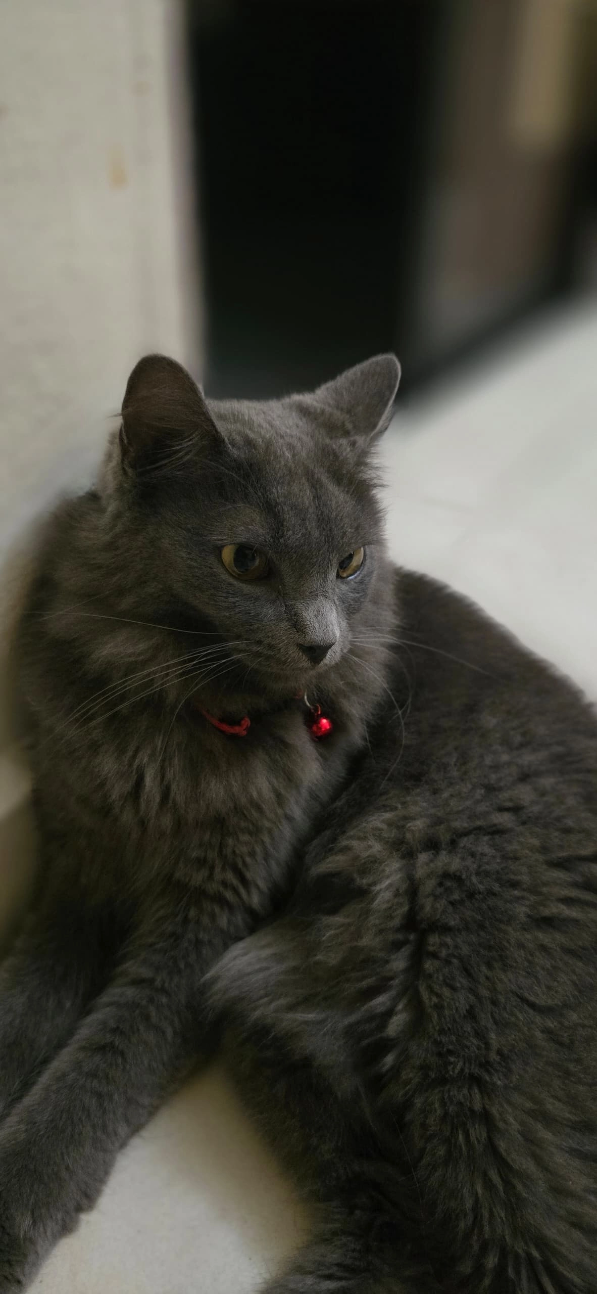 fei fei - 76450, Malacca