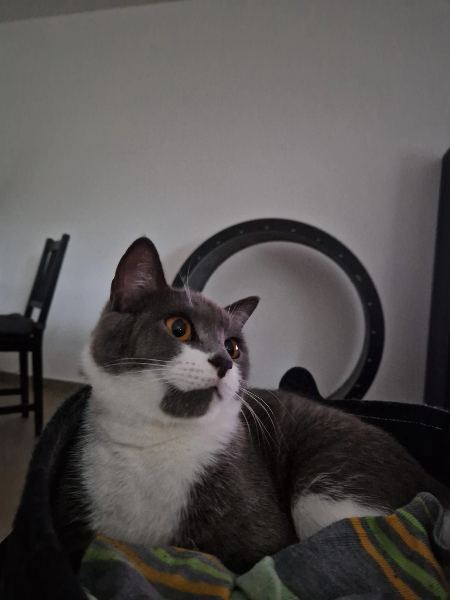 Mochi - Buchholzweg, Wipperfürth