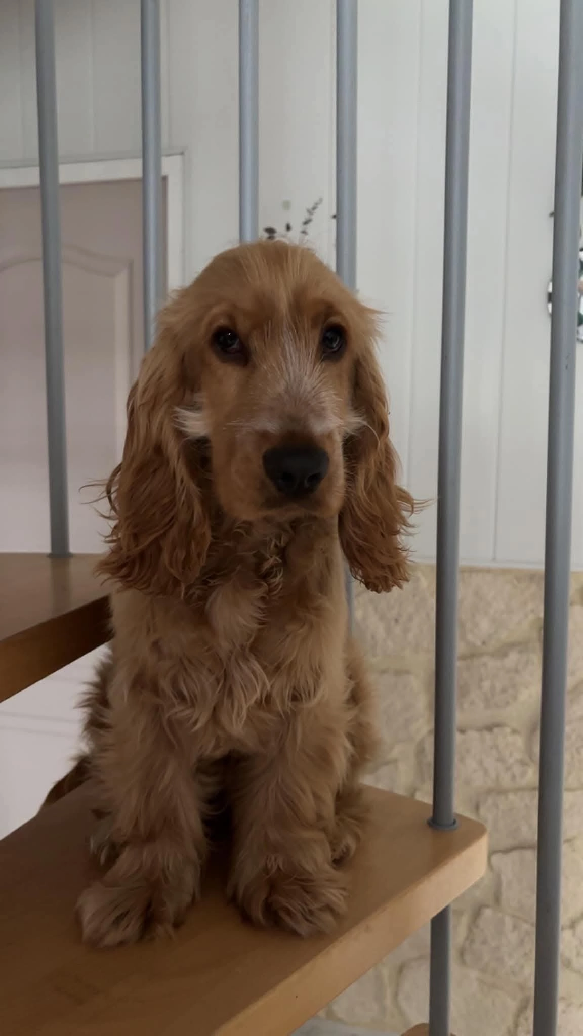 Maverick - 78T Rue Jean Jaurès, Évin-Malmaison