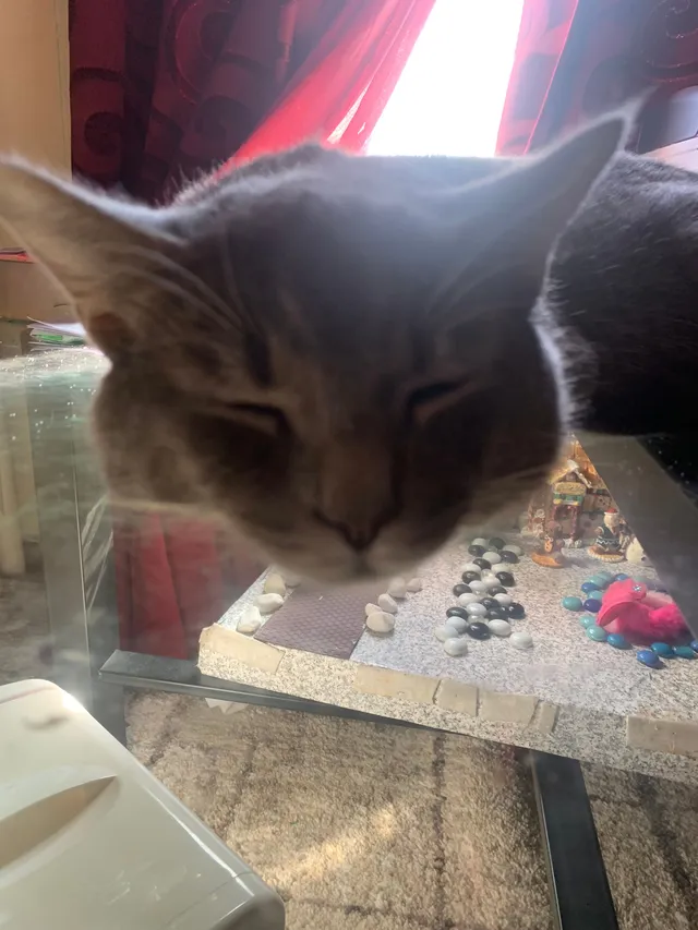 Minnie - Maple Ave, Plainfield