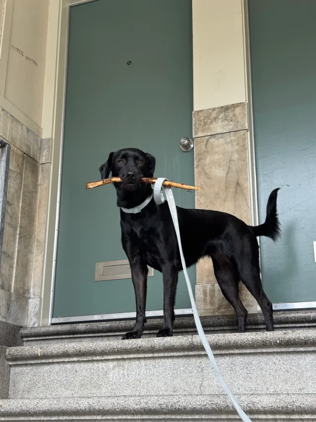 Kira - Fillmore Street, San Francisco
