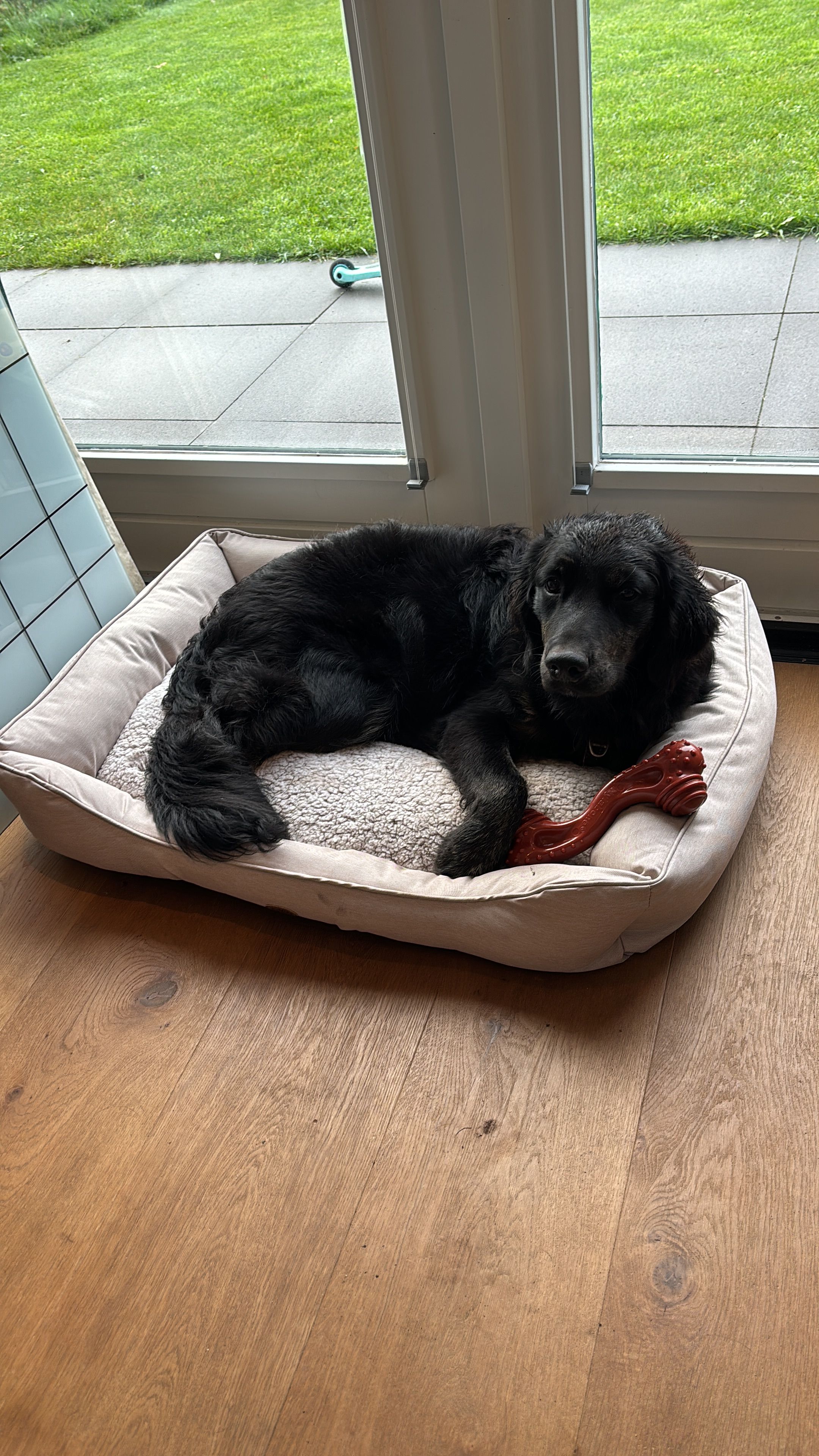 Merlot - Landgoedallee, Steenwijk