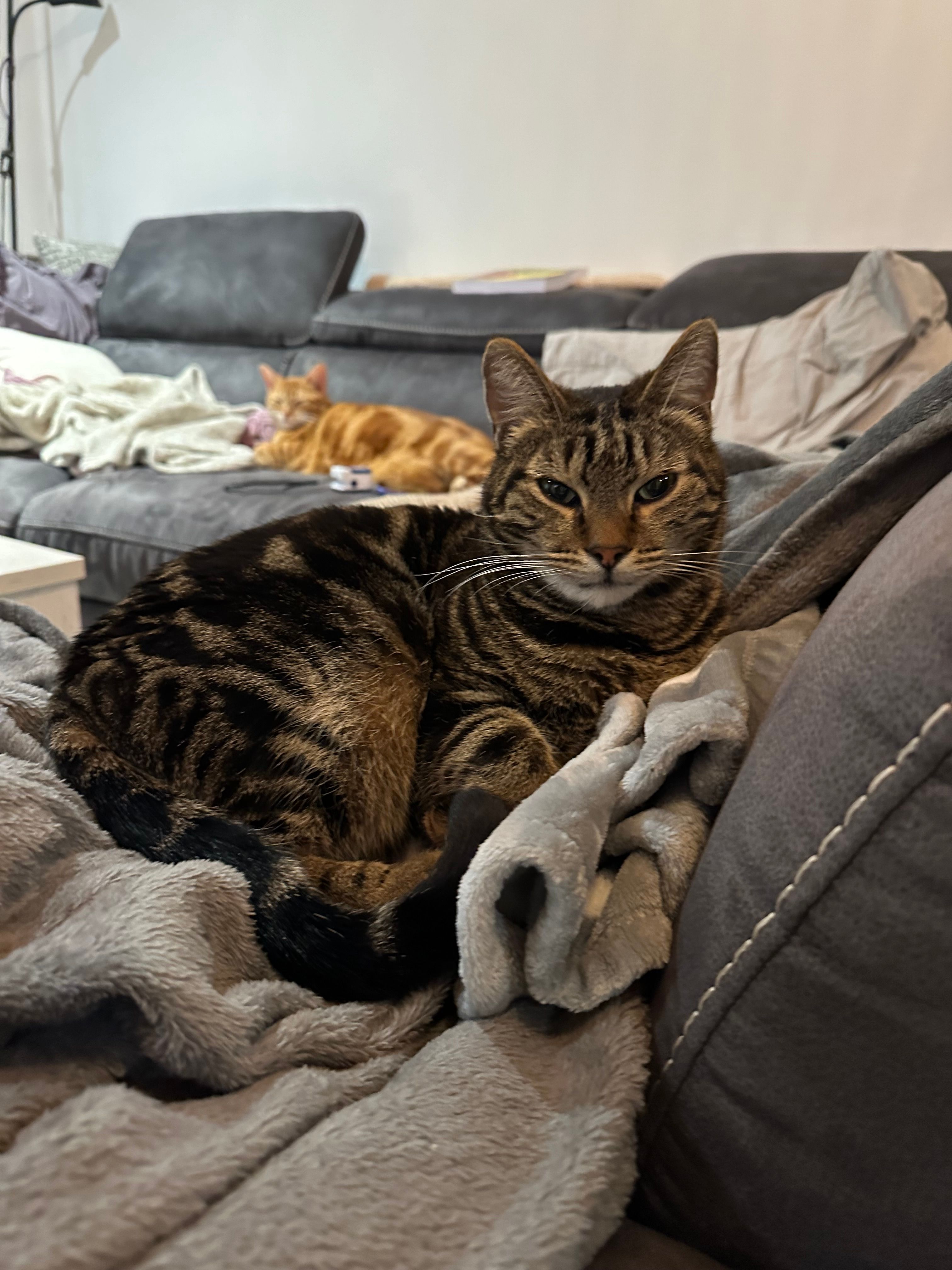 Eren - 80 Rue de la Barge, Cusset