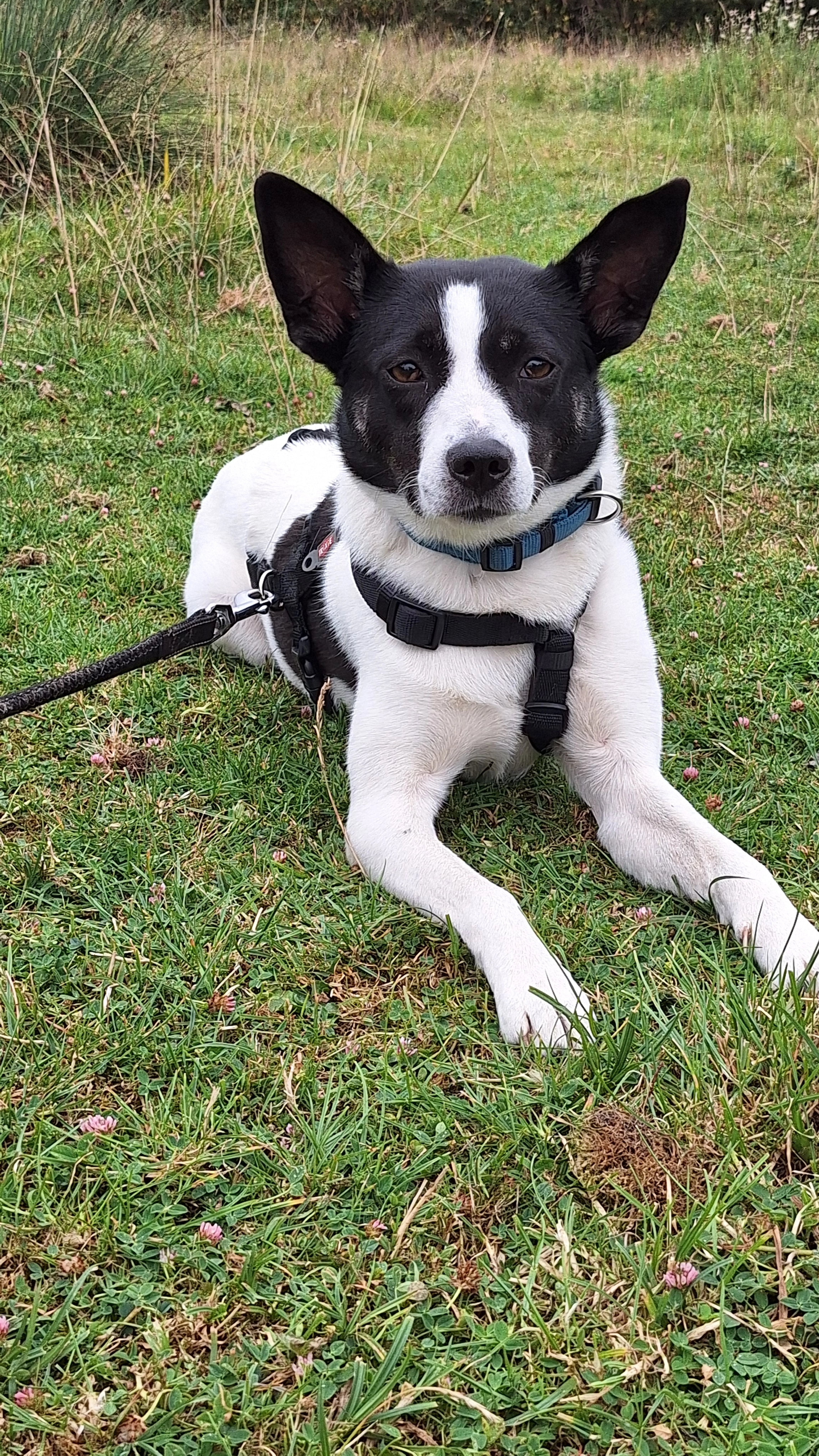 NINA - Rotterdamseweg, Krimpen aan den IJssel