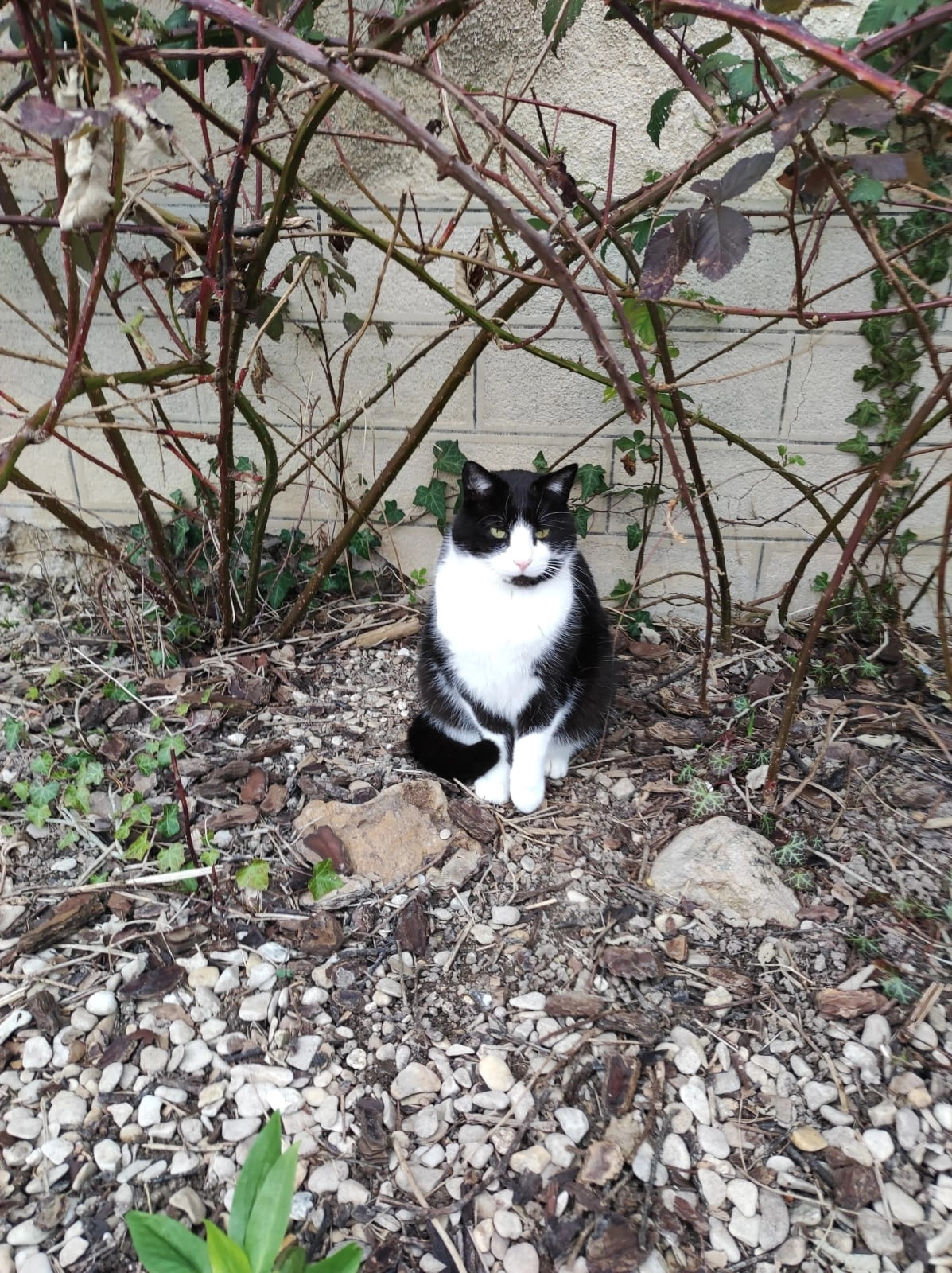 Loulou - 8 Rue des Marais, Boulages