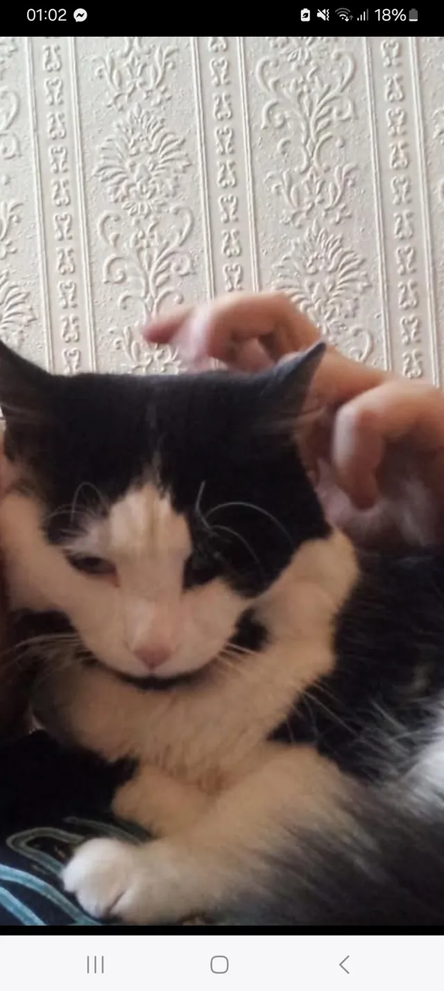 Cleo - Walton Close, Nuneaton
