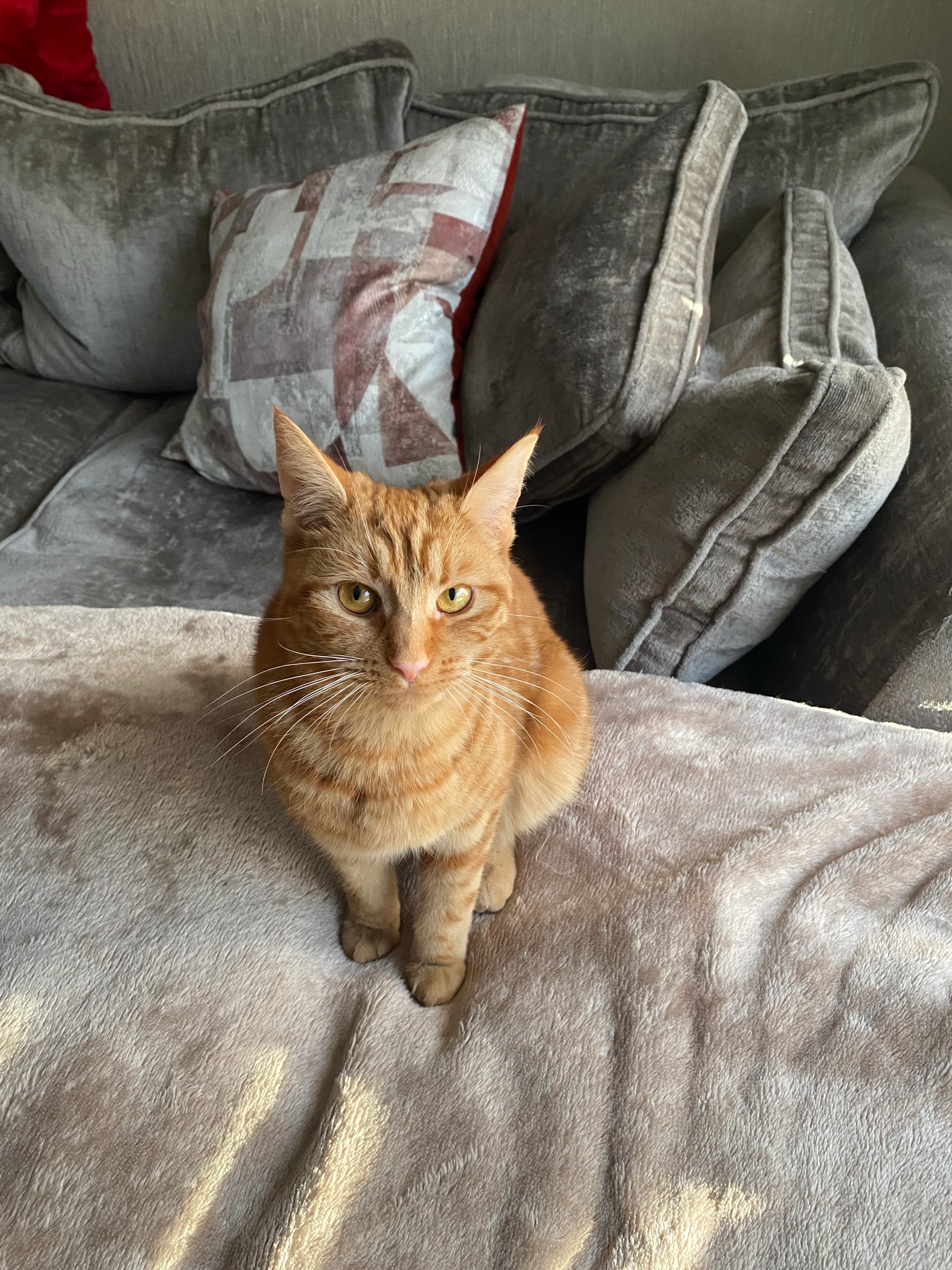 Thimble  - Zetland Hunt, Newton Aycliffe
