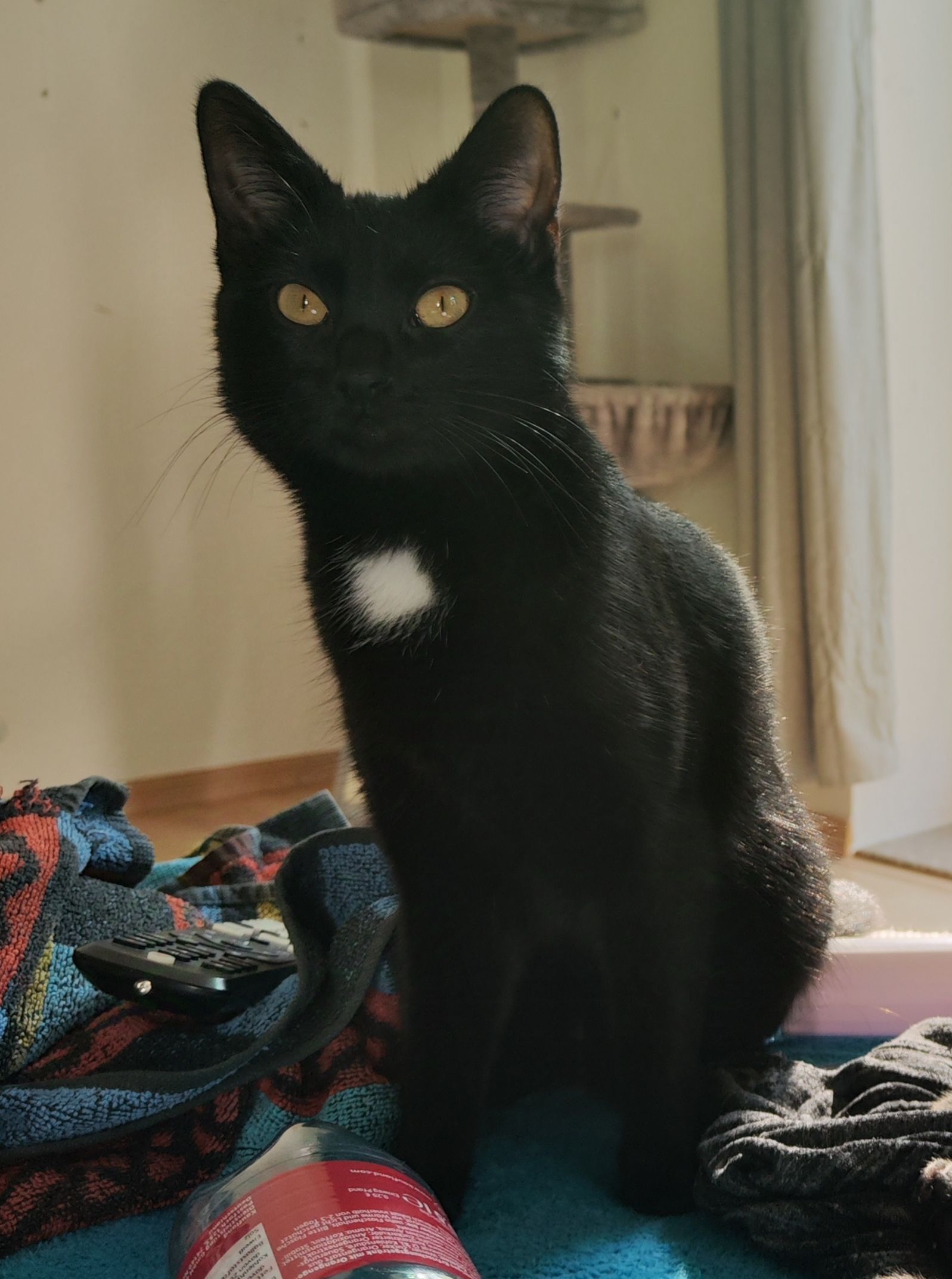 Nala - Franz-Mehring-Straße 128, Zwickau