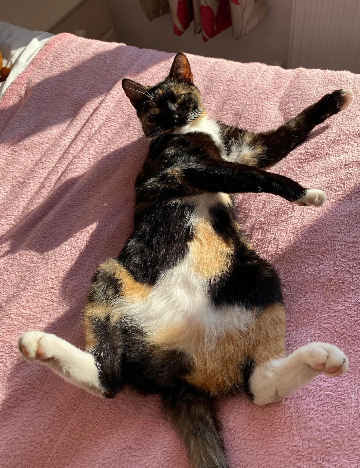 Biscuit  - Sycamore Way, Plymouth