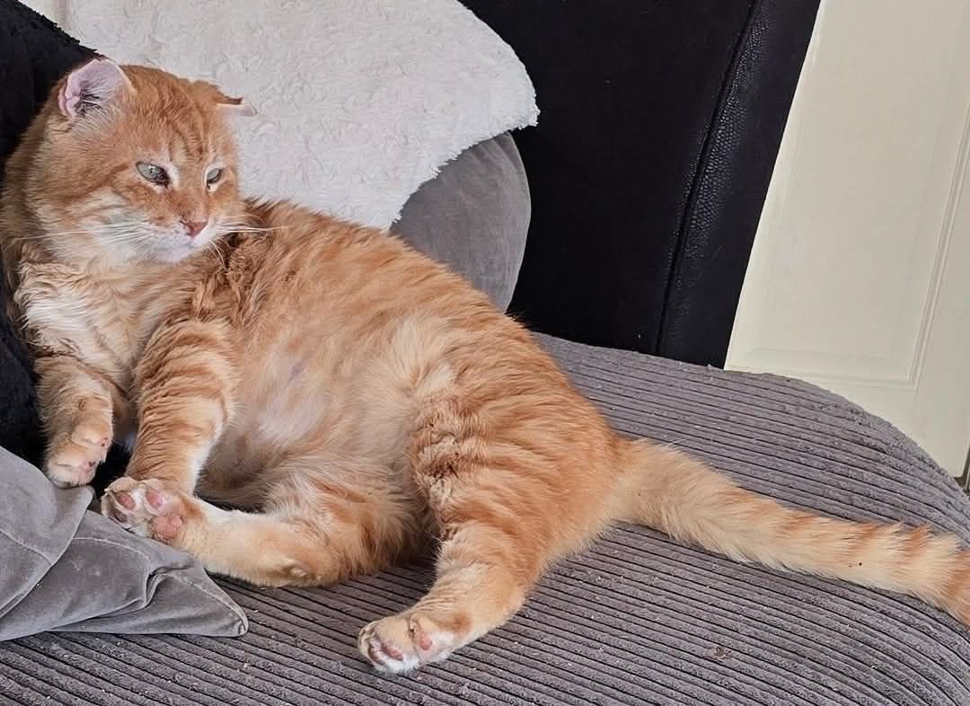 Henry - Giles Close, Arundel