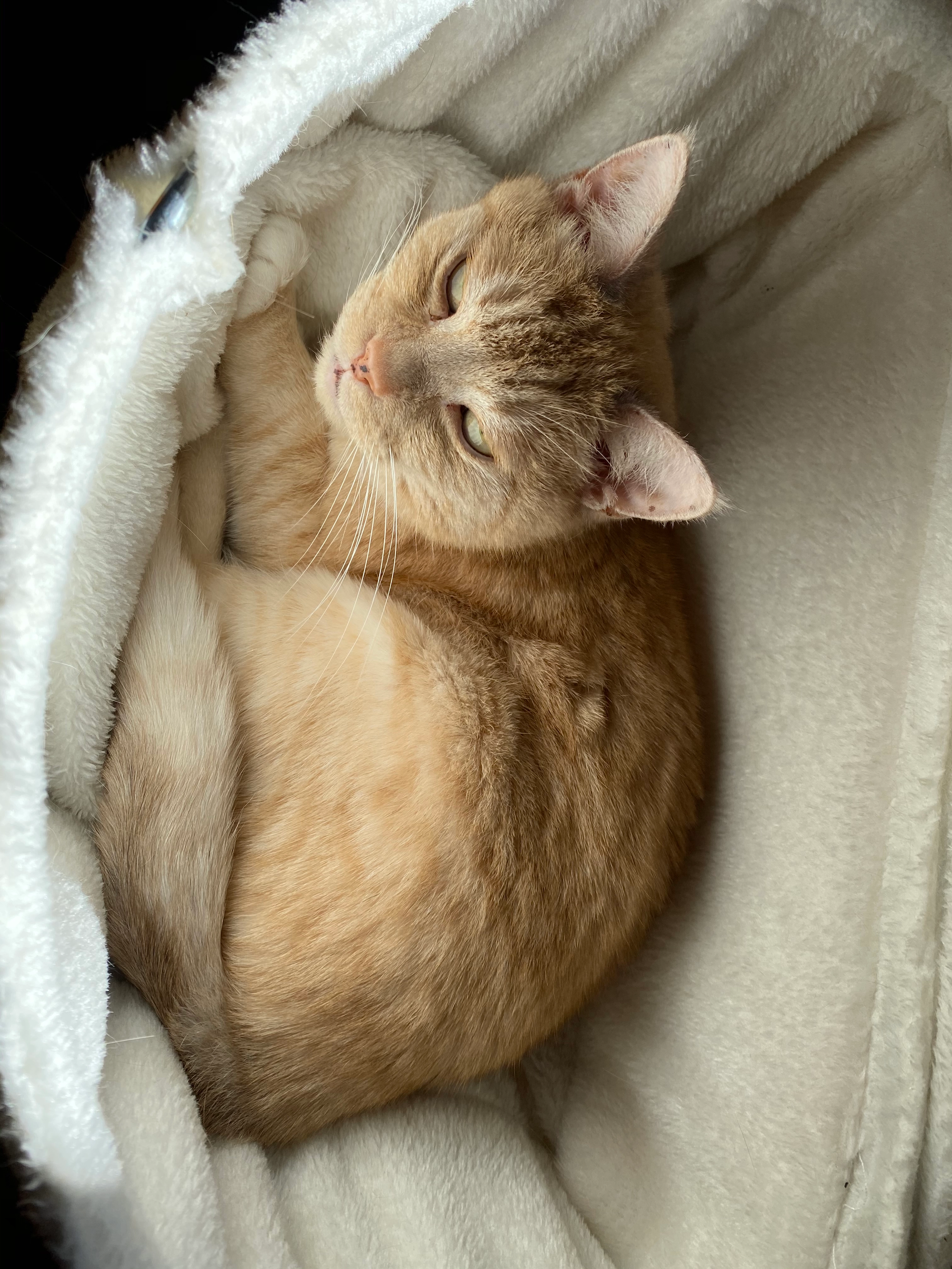 Floh - Fichtenstraße, Remscheid