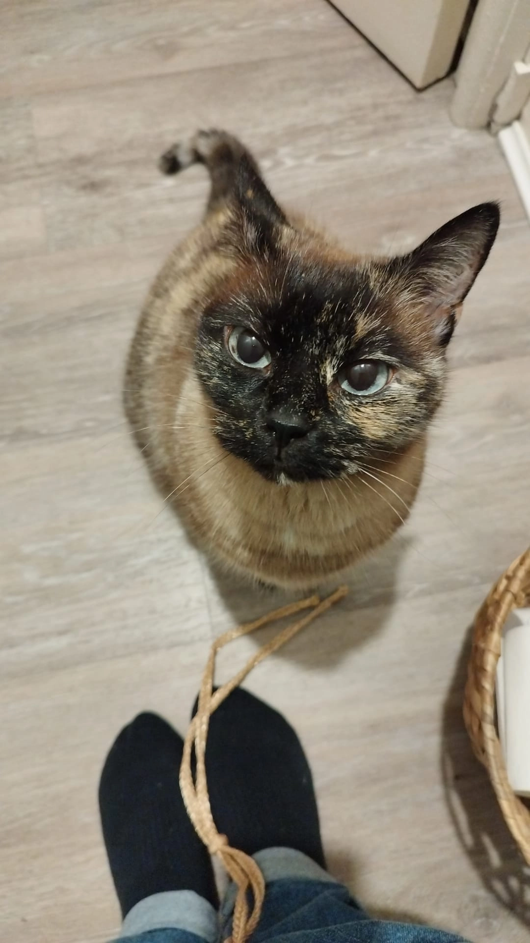 Nala (mimouche) - Escalier Alfred De Musset, Saint-Brieuc