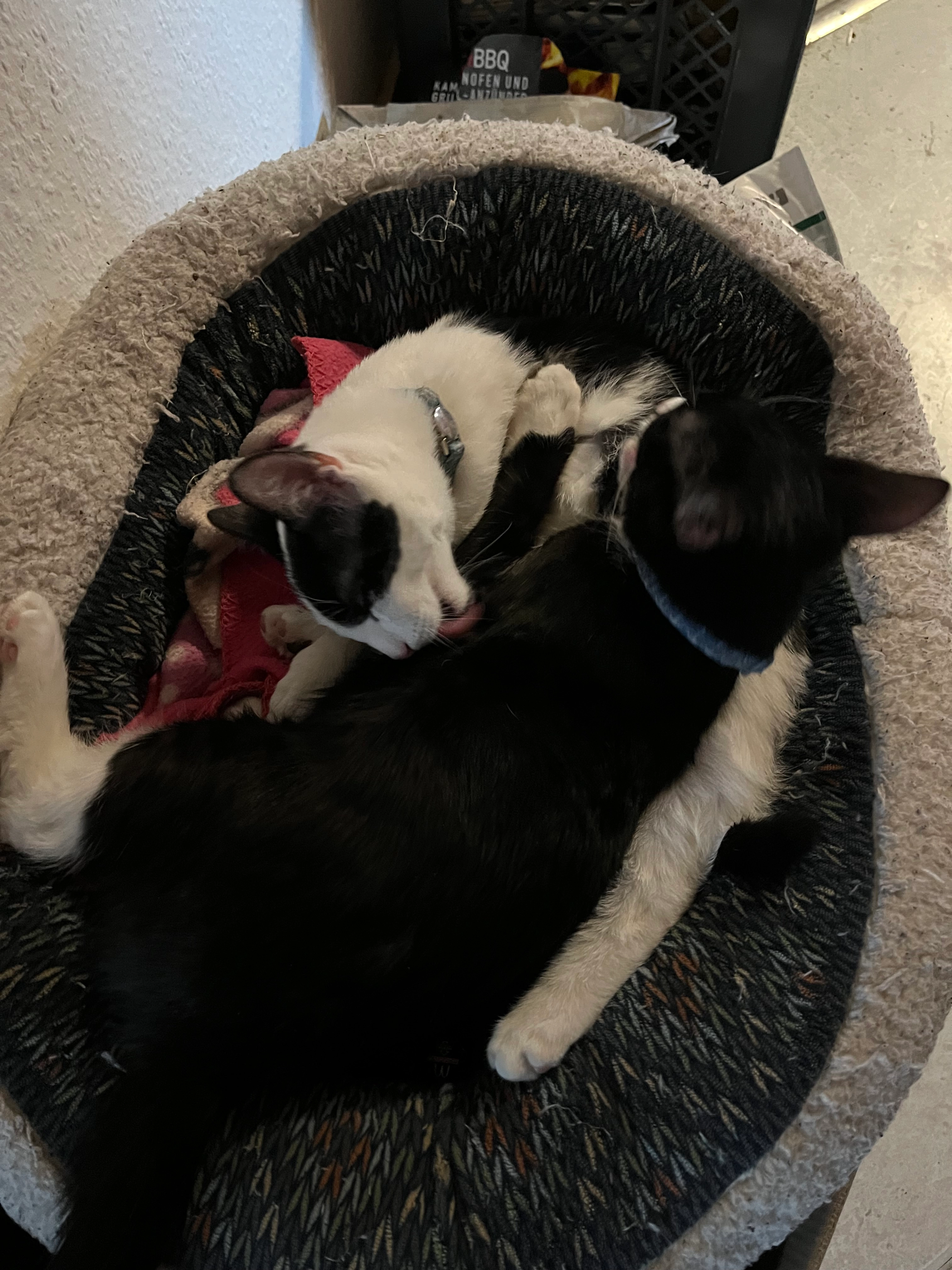 Jerry - Mühlweg, Neufahrn bei Freising