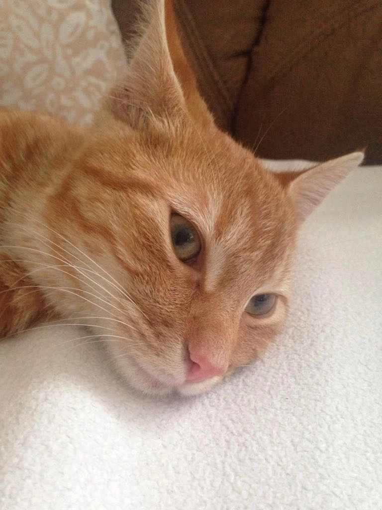 Missing Cat - Käthe-Kollwitz-Straße, Rüdersdorf bei Berlin