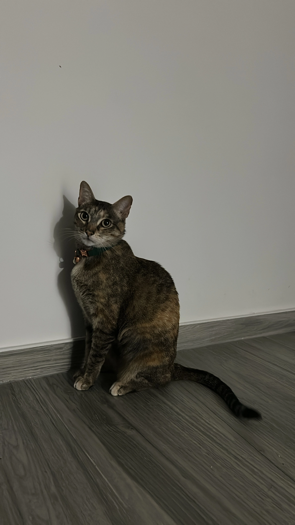 Nami - Carrer de Sant Pasqual 23, Sueca