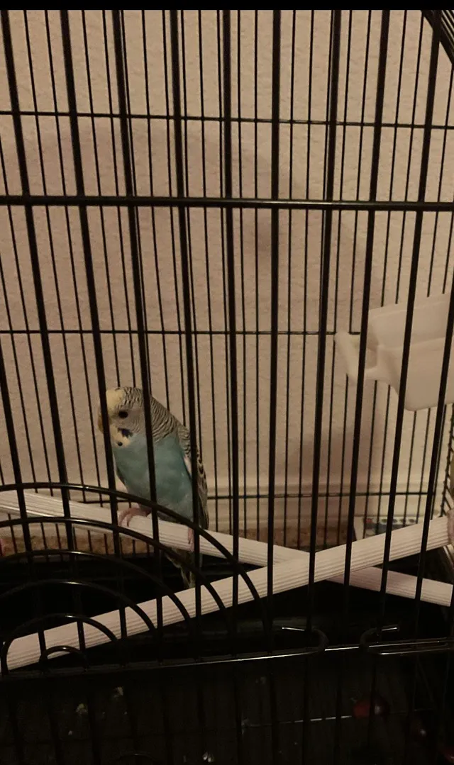 Lost our parakeet bird. Her nani - Esmeralda Dr NW, Albuquerque