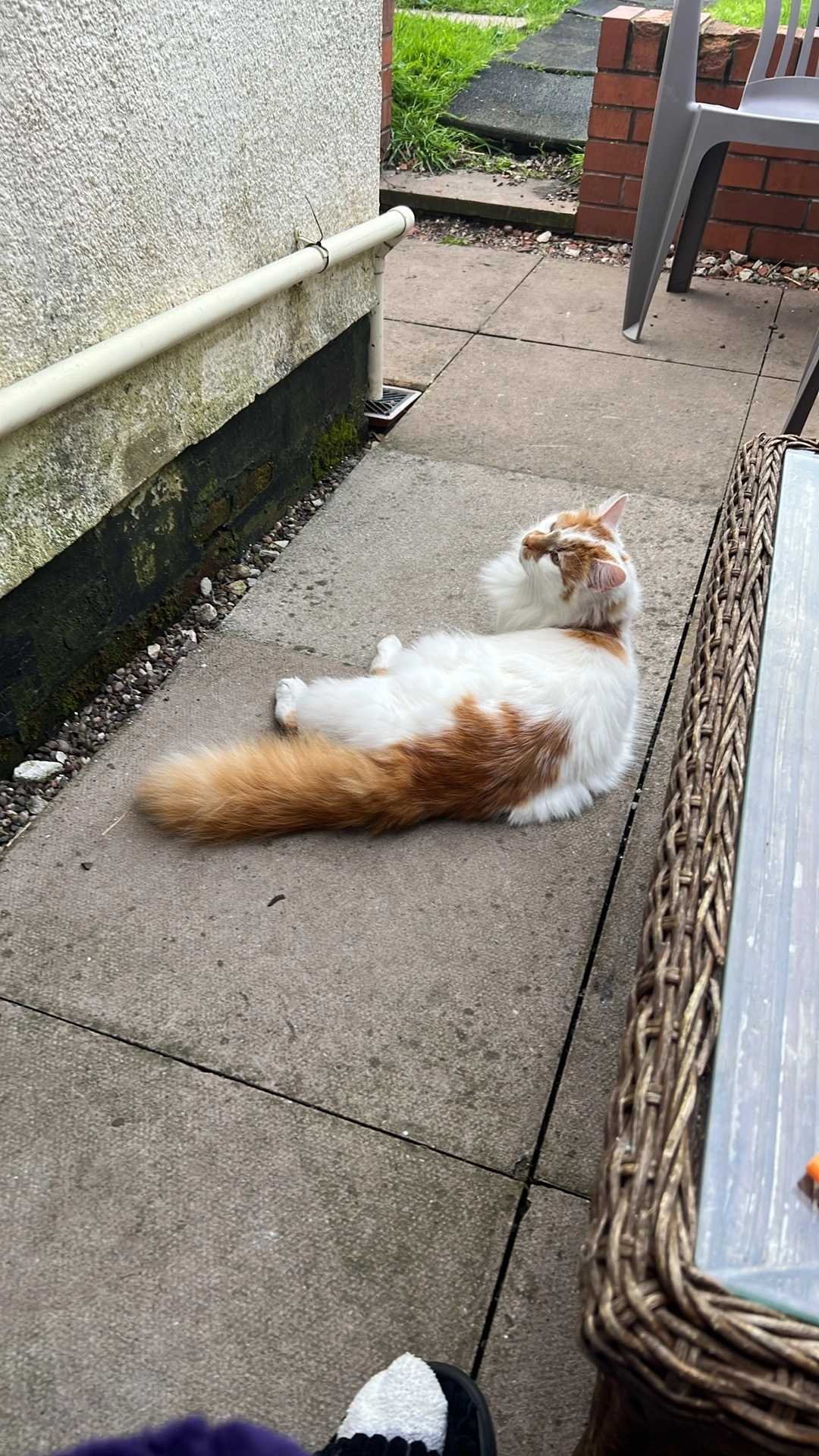 Puf  - Victoria Terrace, Stafford