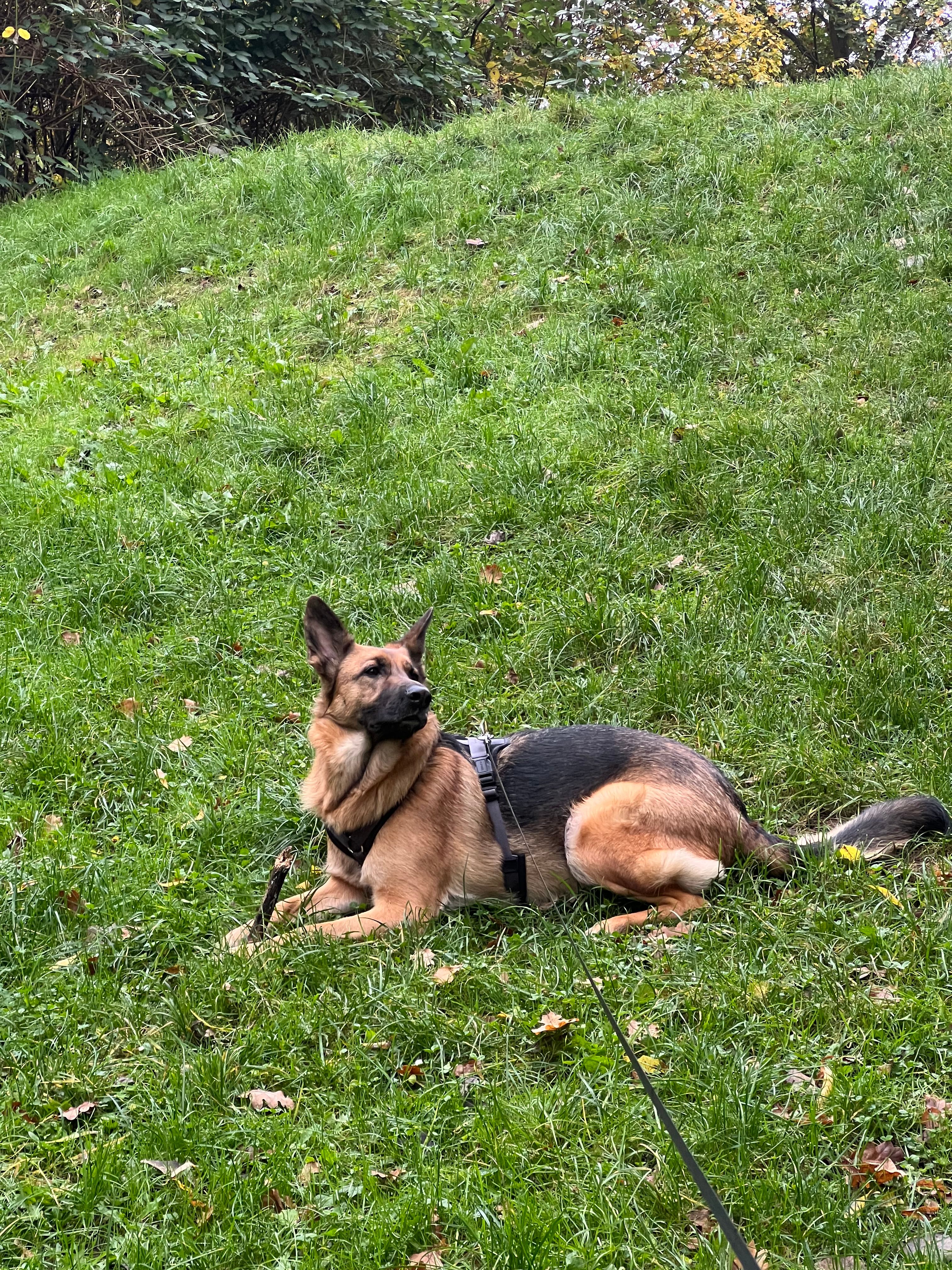 Luna - Amselstieg 7, Wedel