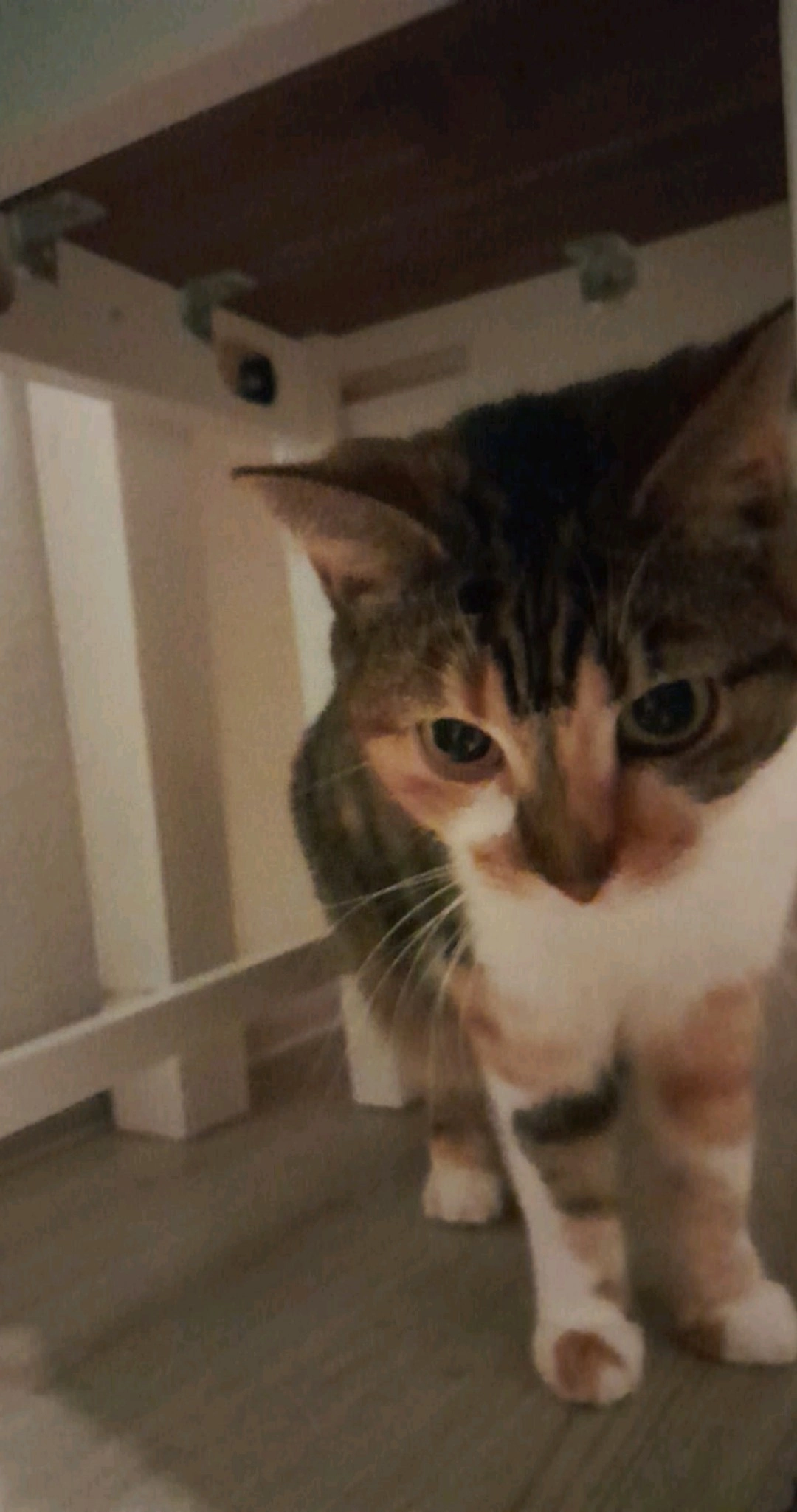 Kitty - An der Kippe, Regis-Breitingen