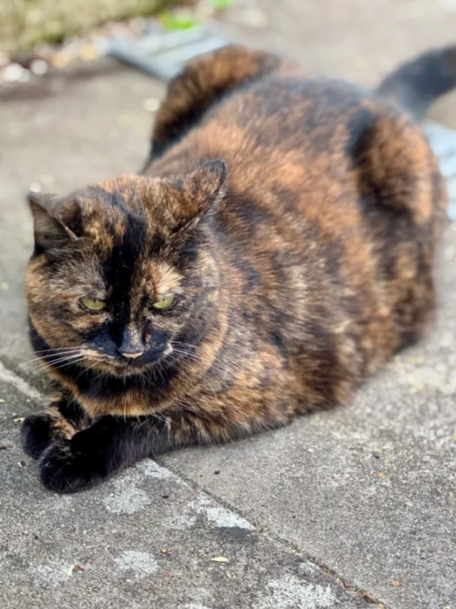 Twix - Sudbury Heights Avenue, Greenford