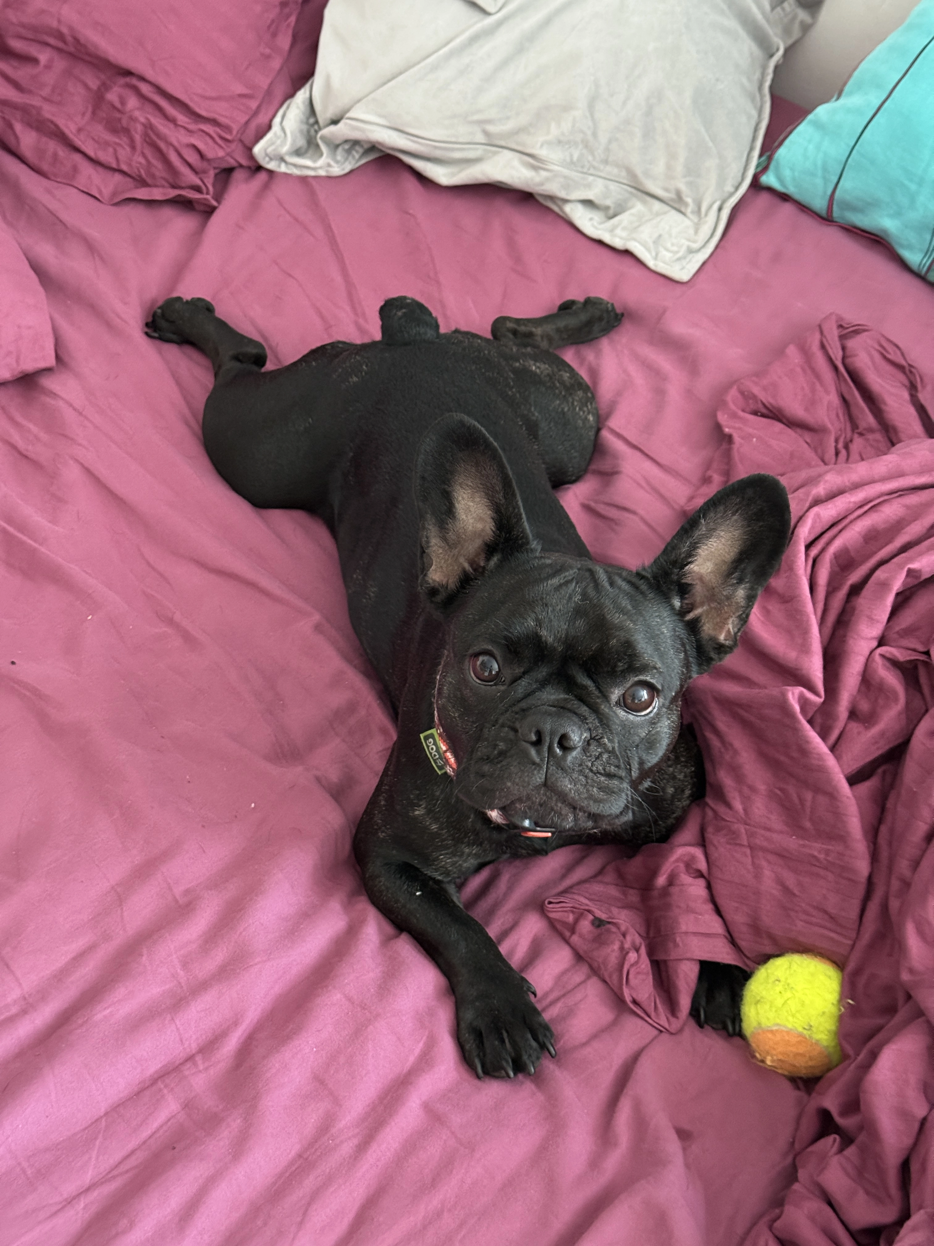 Daisy - Erlgasse 29, Wien