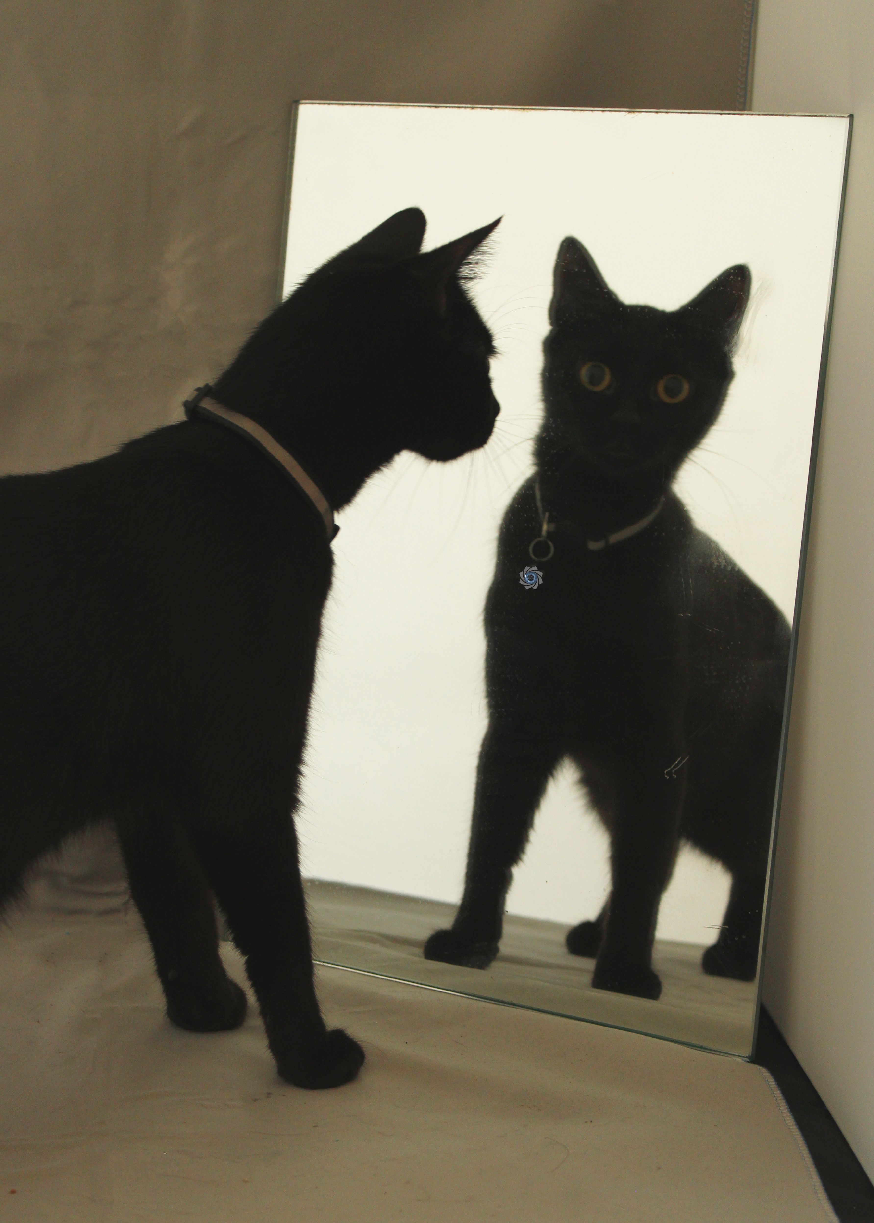 Athéna  - 2 Rue Louis Baudelet, Leffrinckoucke