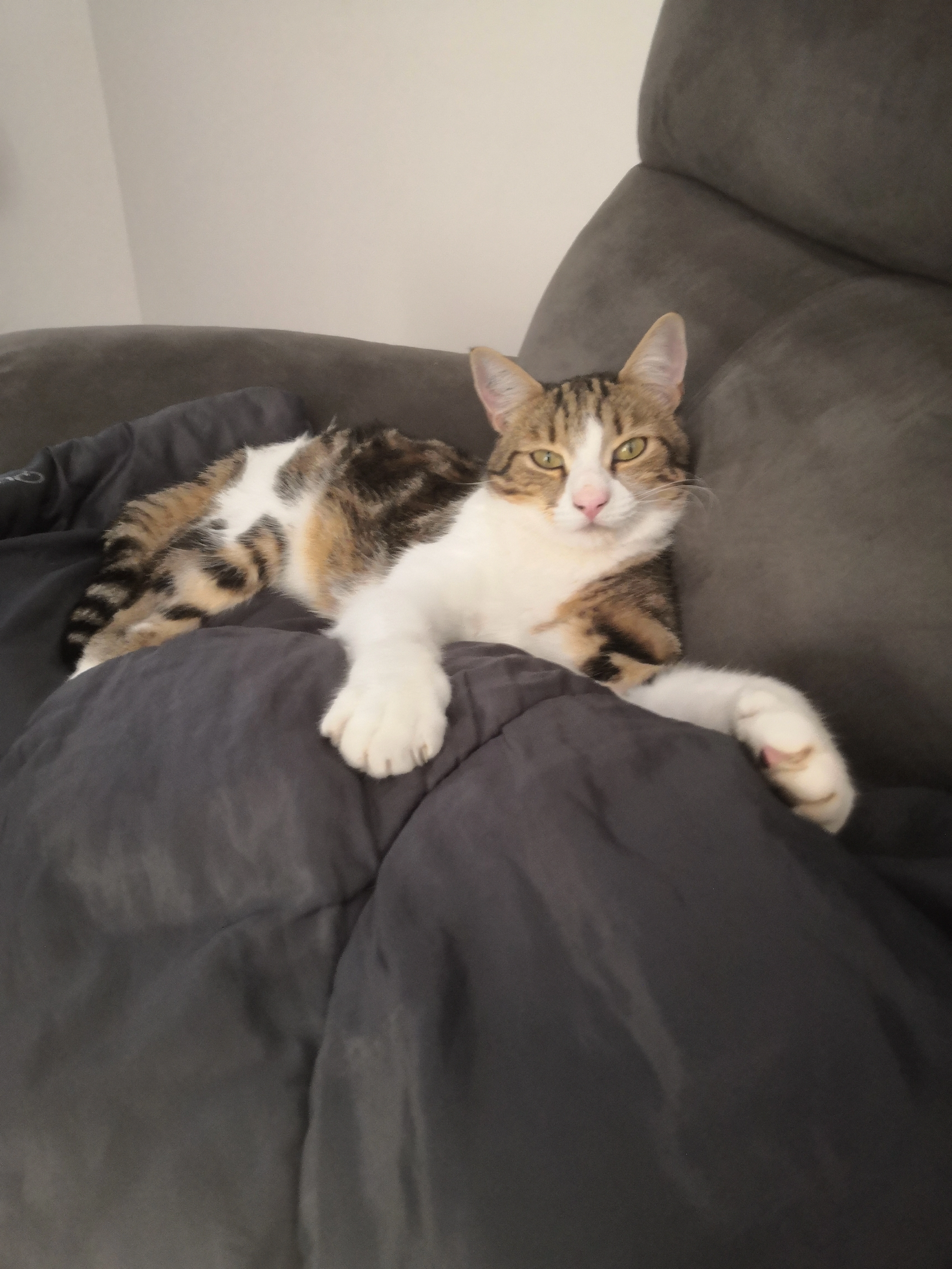 Max - Route De Landrac, Mazères