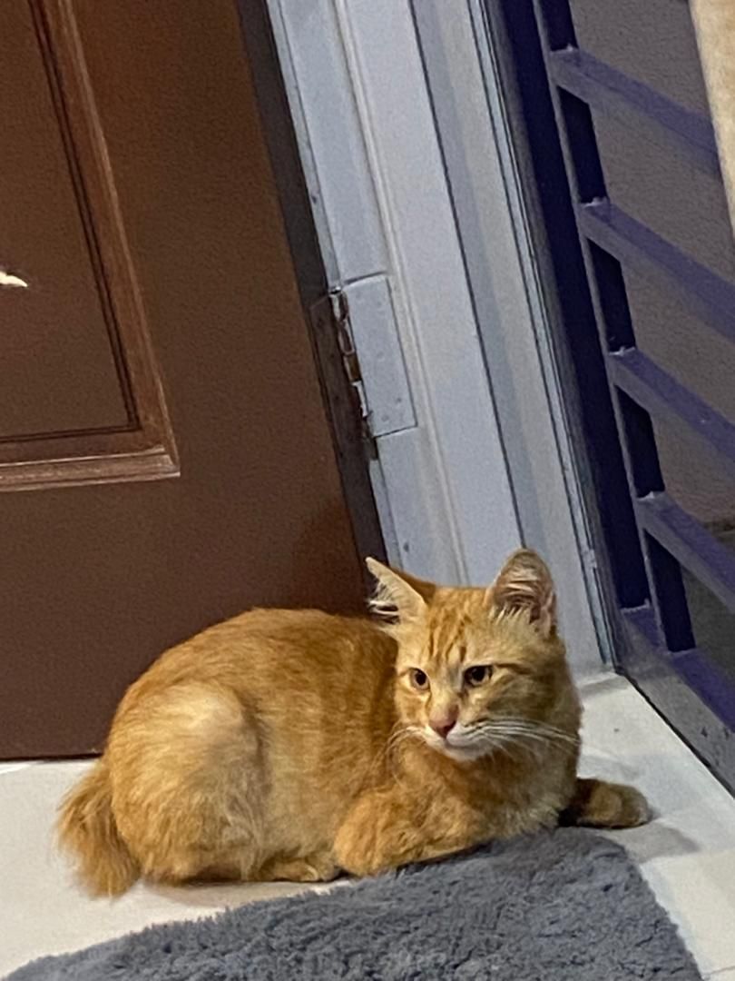 kroose - 14100, Taman Tambun Permai, Bukit Tambun, Simpang Ampat