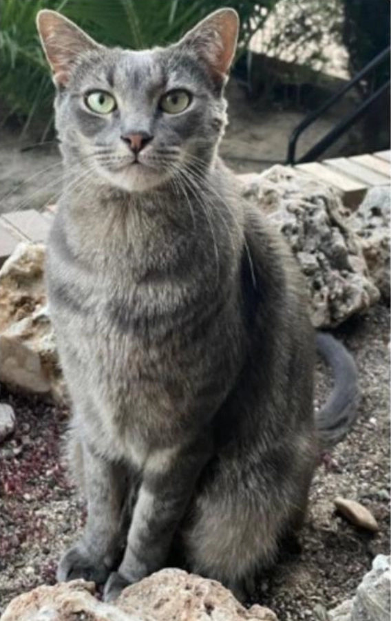 Rafael - Calle Sorolla, Majadahonda