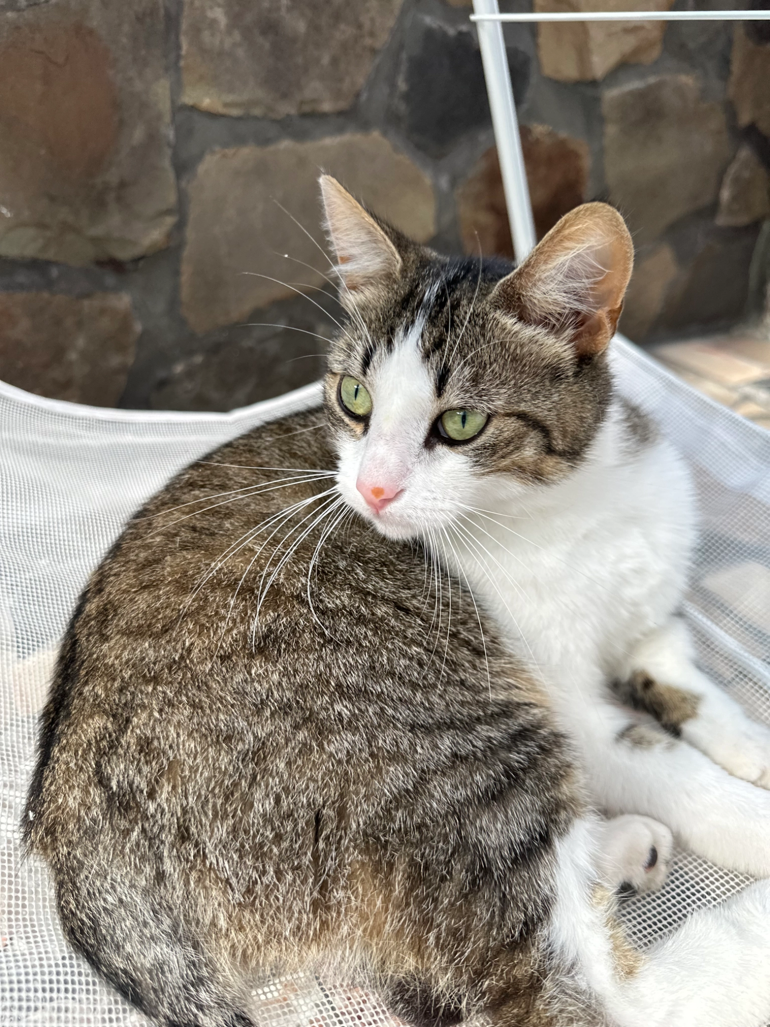 Koeki - Gemeentestraat, Geraardsbergen