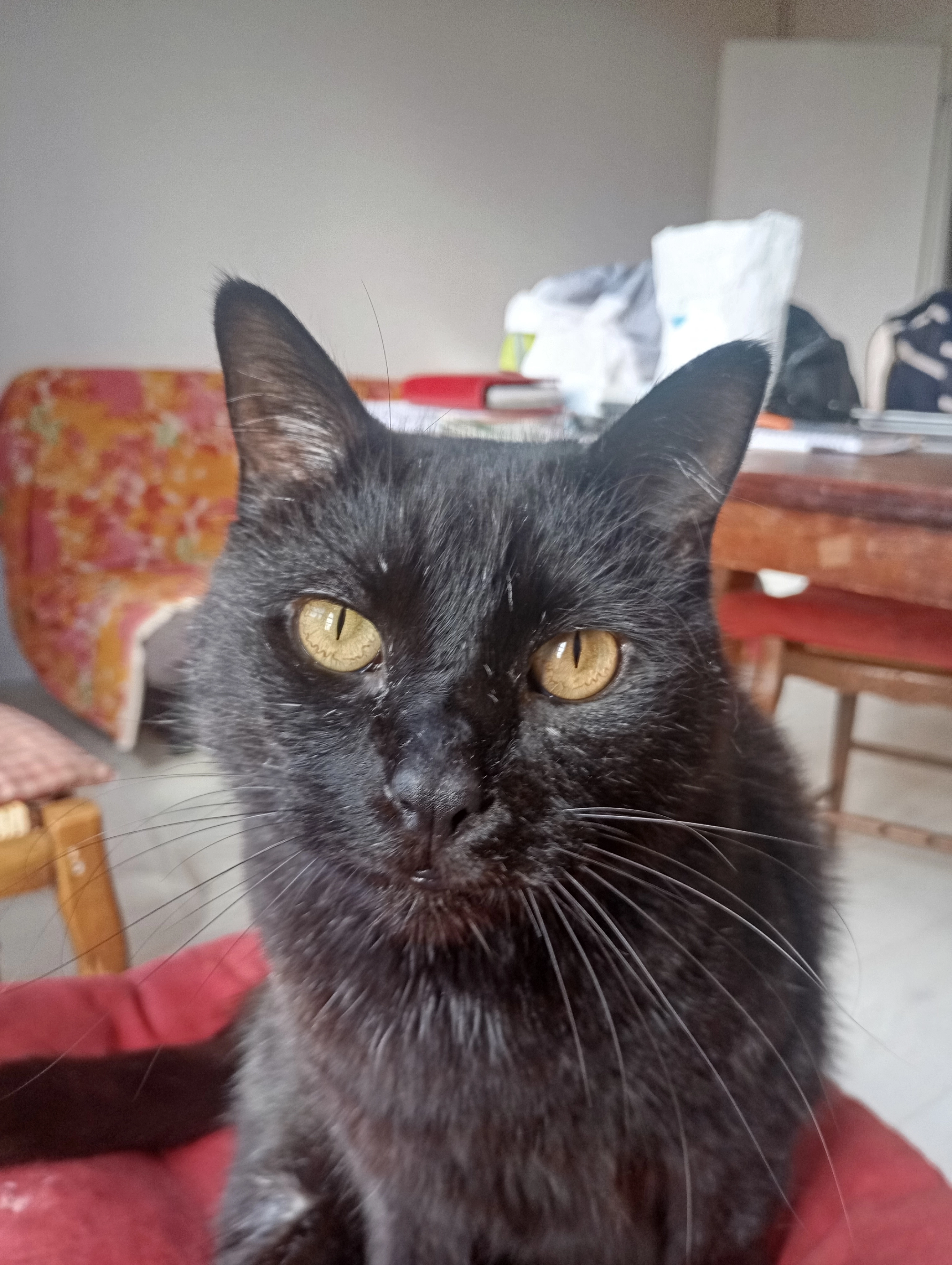 Hades - 10 Rue Poullig Al Laez, Plourin-lès-Morlaix