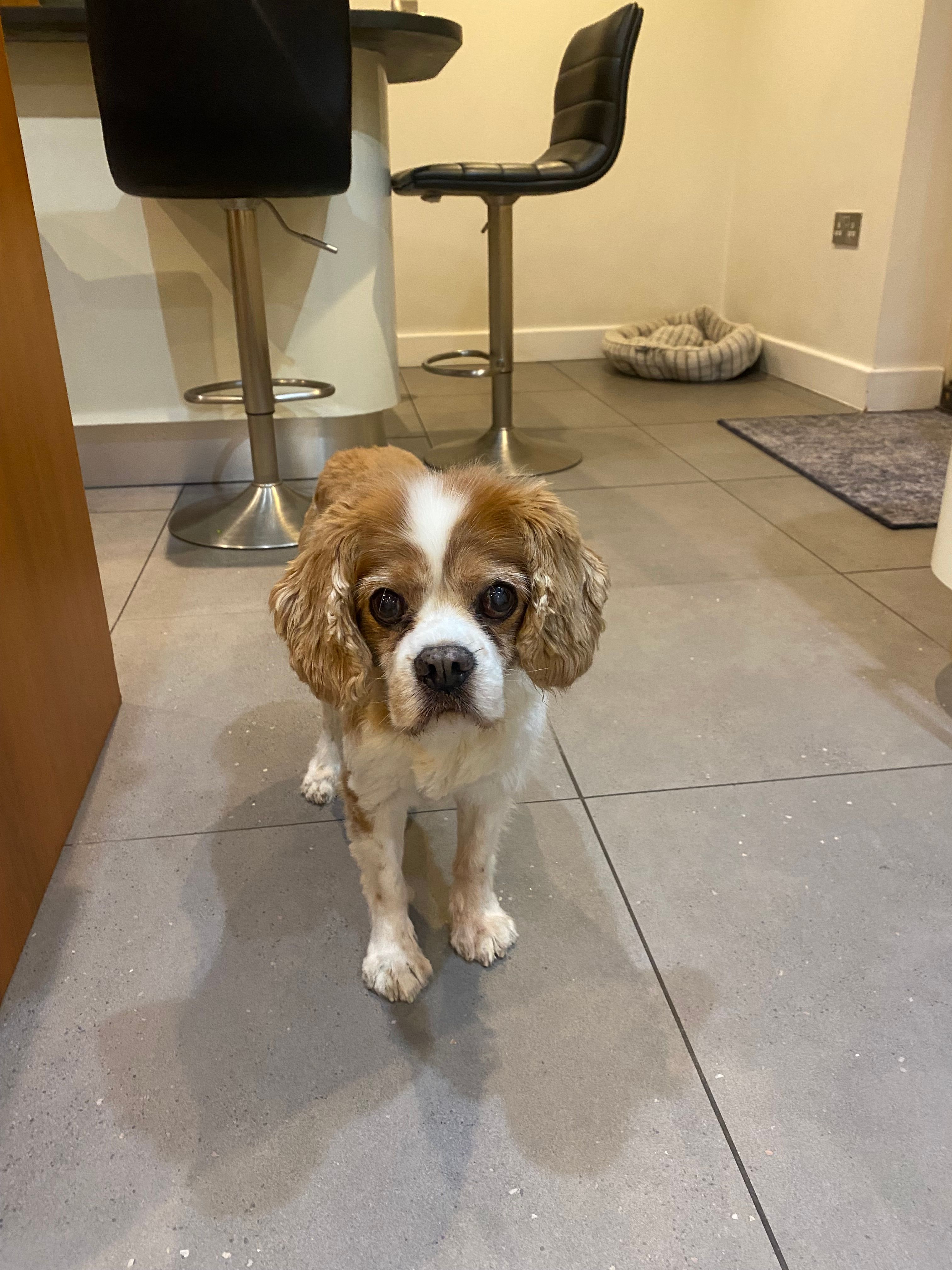 Charlie - Church Close, Nottingham