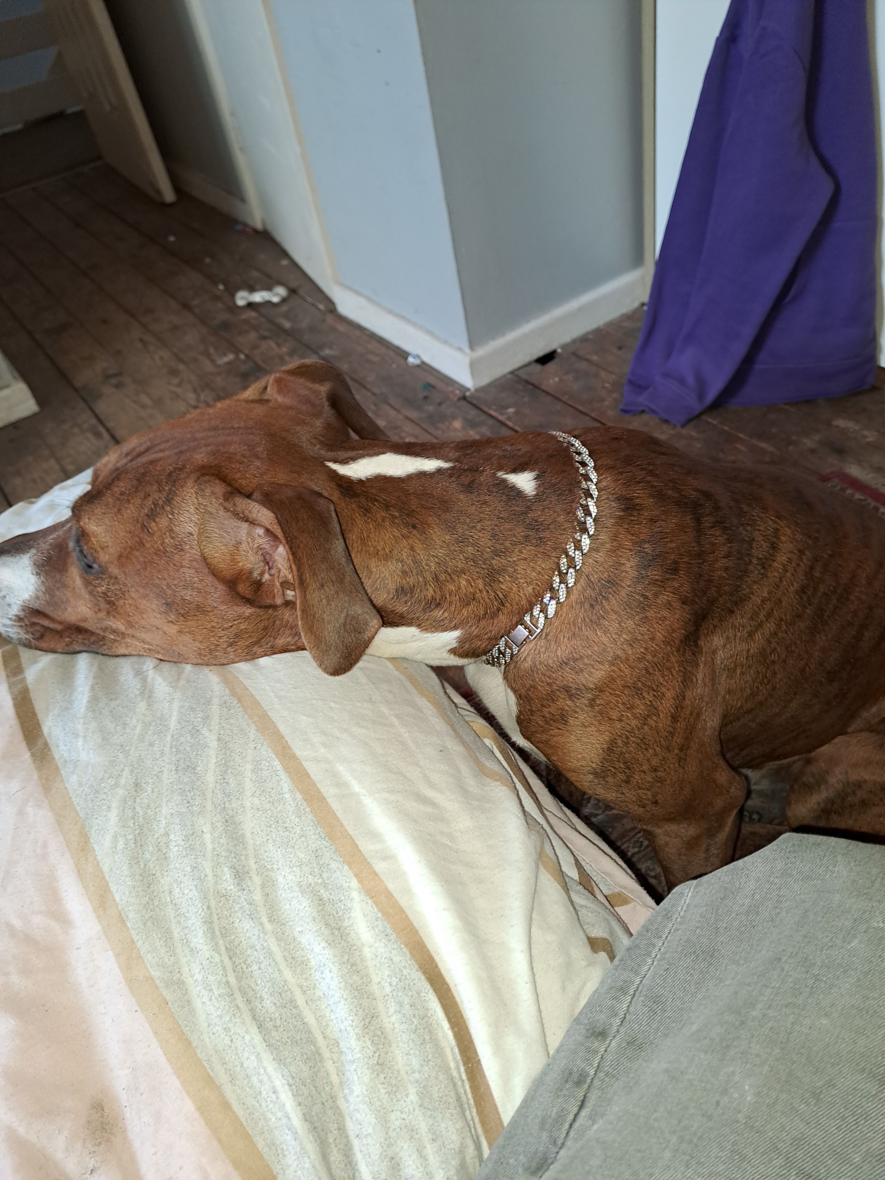 Jay jay - 46 Wadworth Street, Doncaster