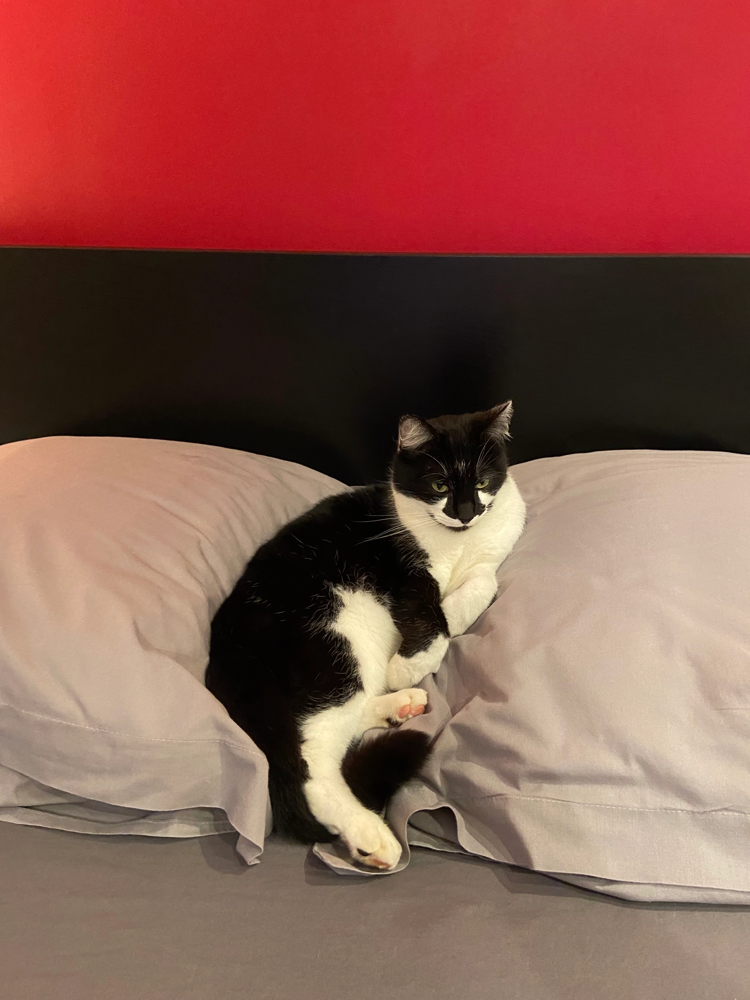 Leo - 91770, Saint-Vrain