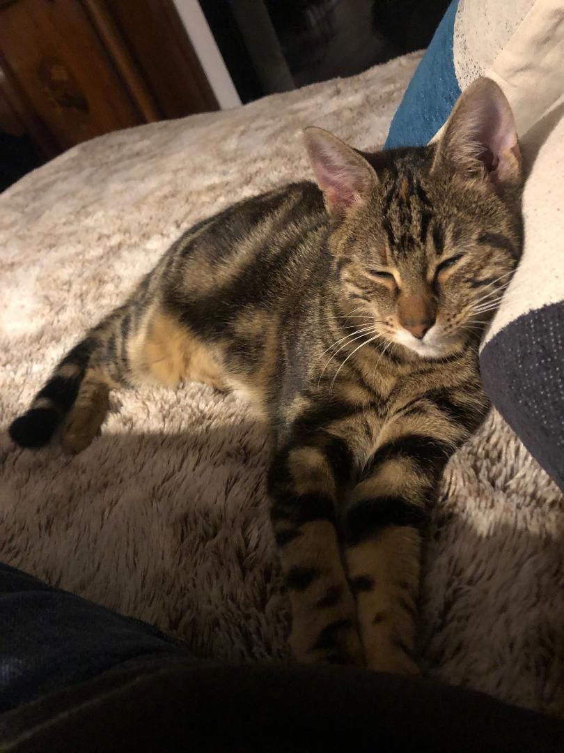 Themis - Rue Louis Taurisson, Brive-la-Gaillarde