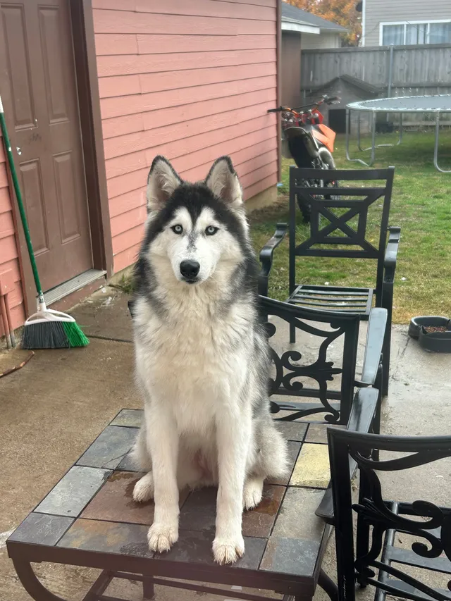 Luna - Mockingbird Ln, Denton