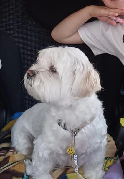 Guess - Waterdunen, Breskens