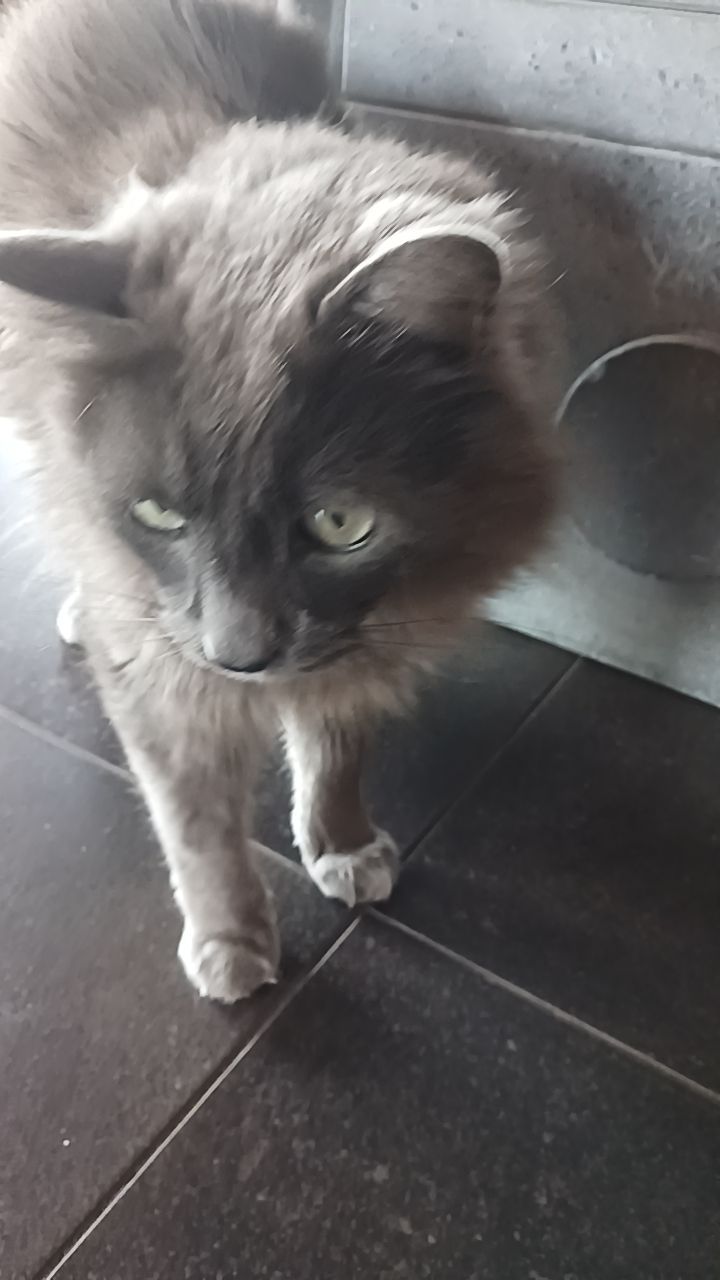 Tigris - Route De Crest-Voland, Notre-Dame-de-Bellecombe