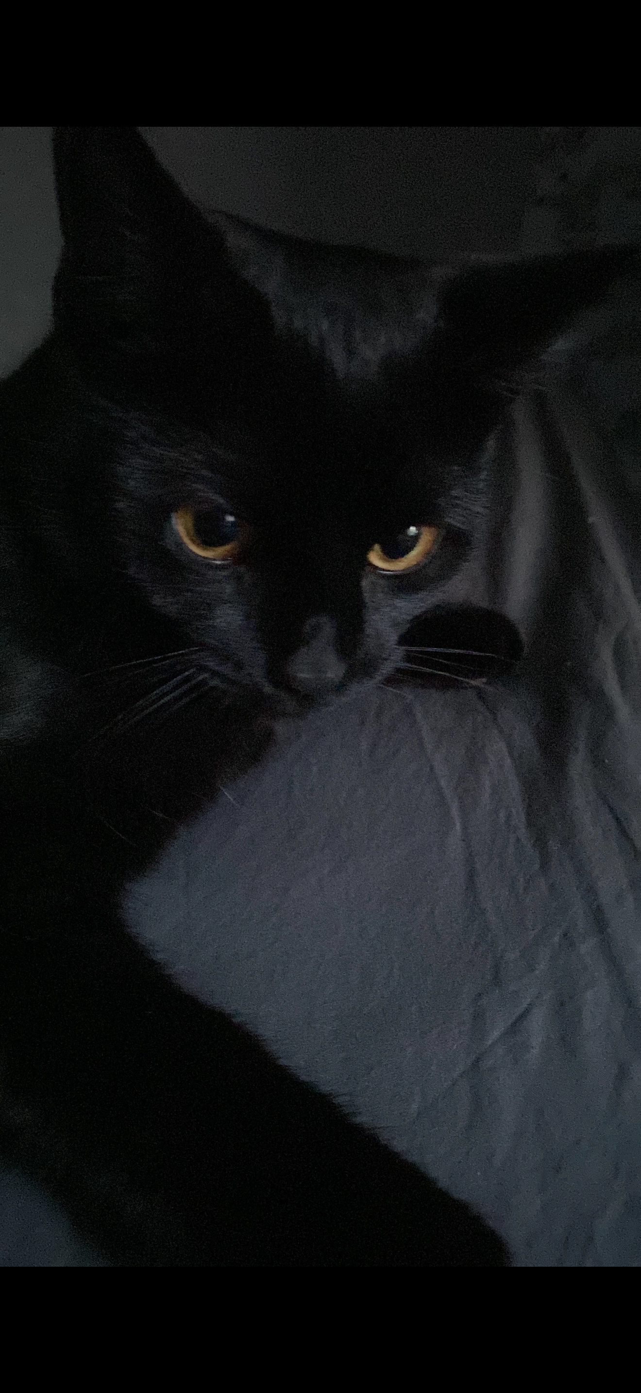 Mitja - Am Stück, Grünberg